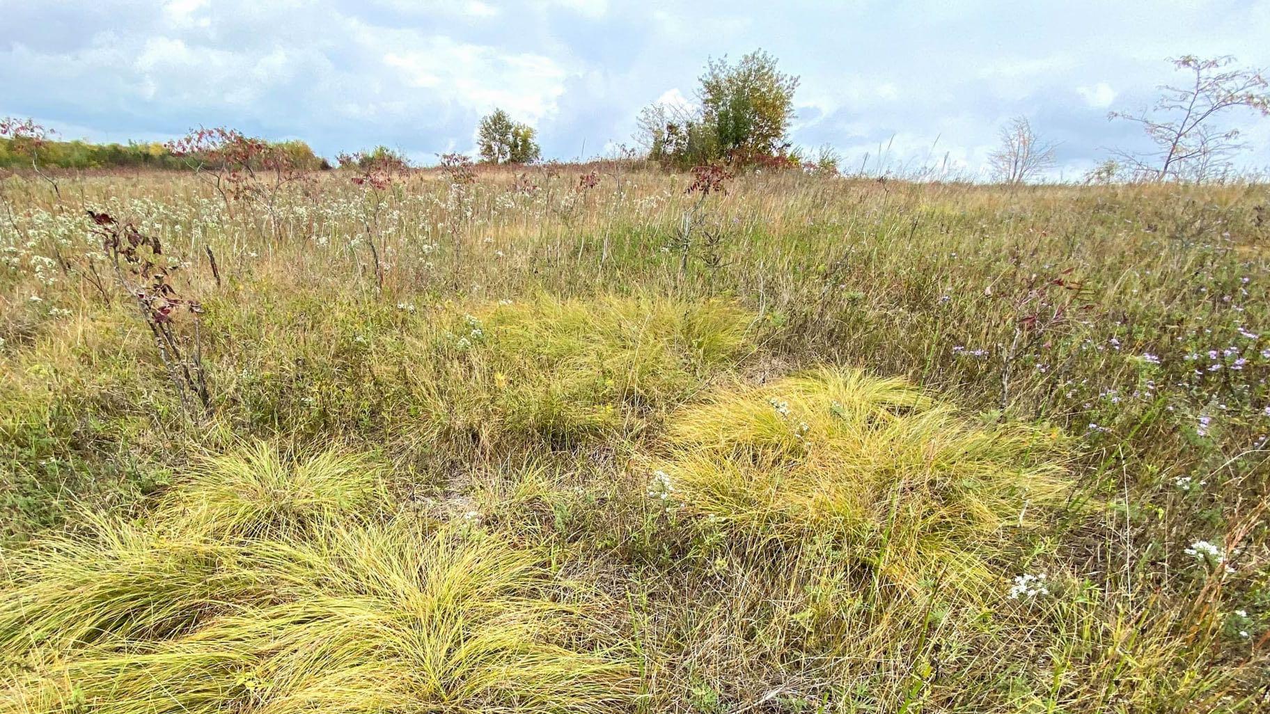 Bell Bowl Prairie, a high-quality remnant of Illinois prairie, located within the boundary of Chicago Rockford International Airport. (Courtesy of Cassi Saari)