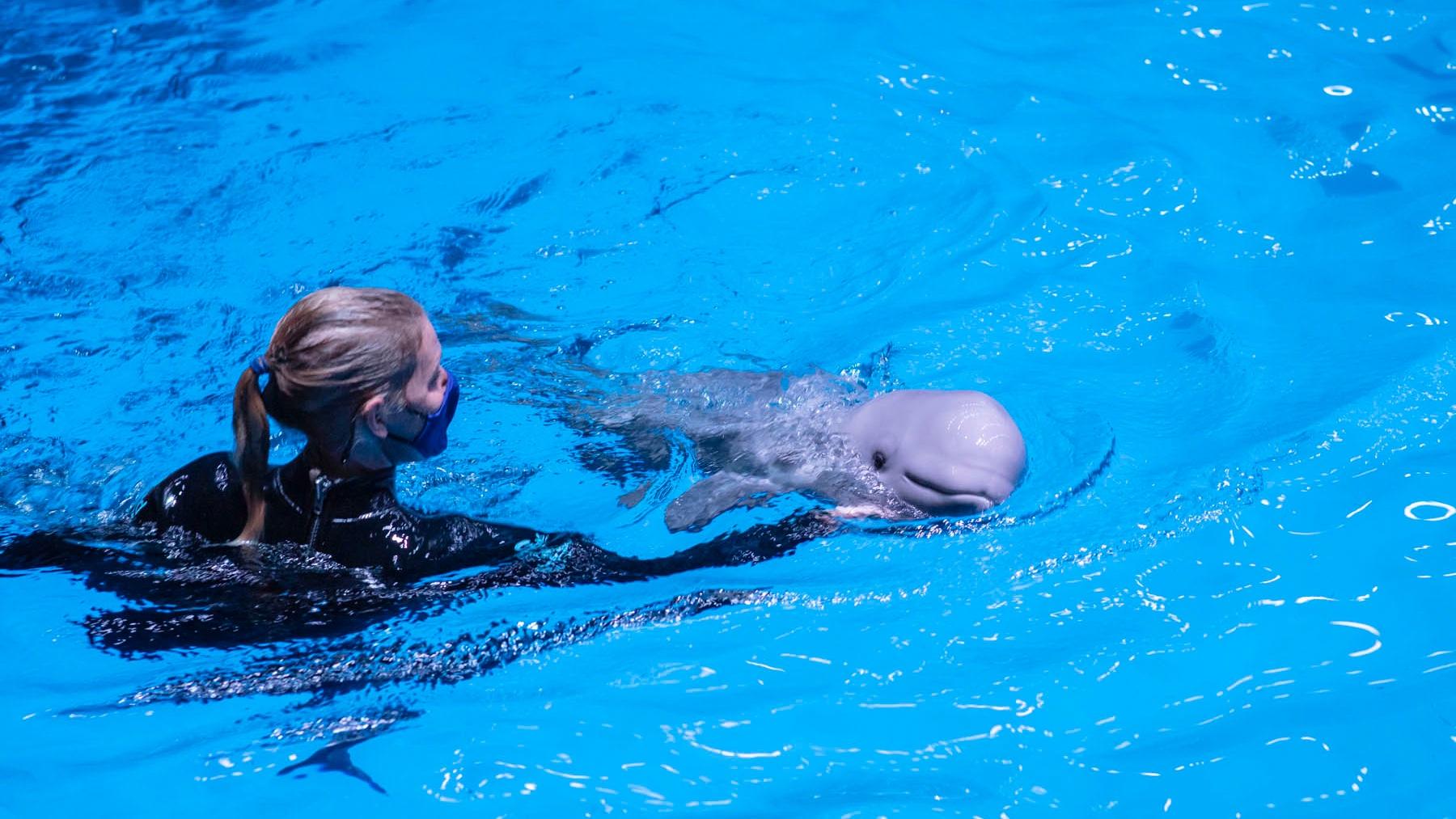 Shedd Aquarium's animal care team is keeping a close on a new baby beluga, born Aug. 21. (Shedd Aquarium / Brenna Hernandez)