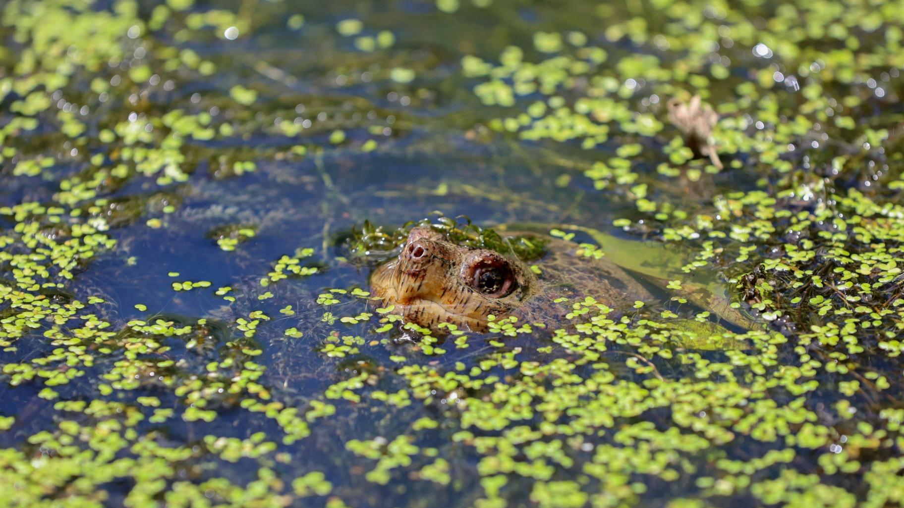 FILE - A turtle pokes its nose out of the water in the wetlands inside Sugar Hollow Park in Bristol, Va., June 12, 2023. (Emily Ball / Bristol Herald Courier via AP, File)