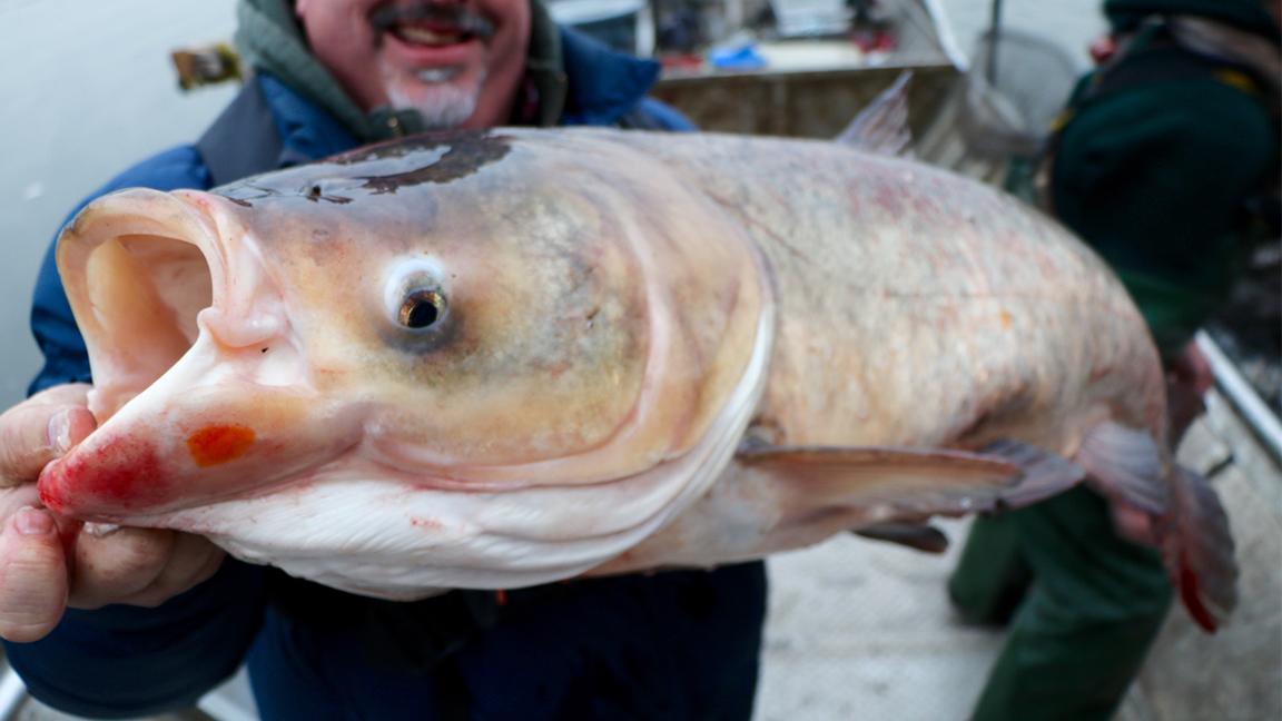 A bighead carp, like the one caught in the Humboldt Park lagoon. (Evan Garcia / WTTW News)