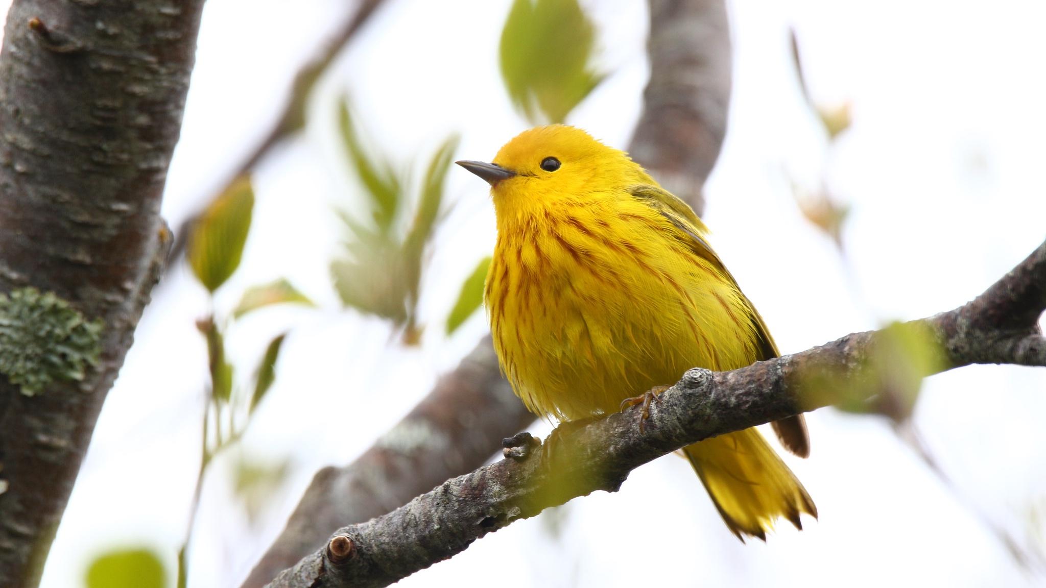 Yellow warblers are among the birds that have been banded for future identification at a new Chicago station. (Silver Leapers / Flickr)