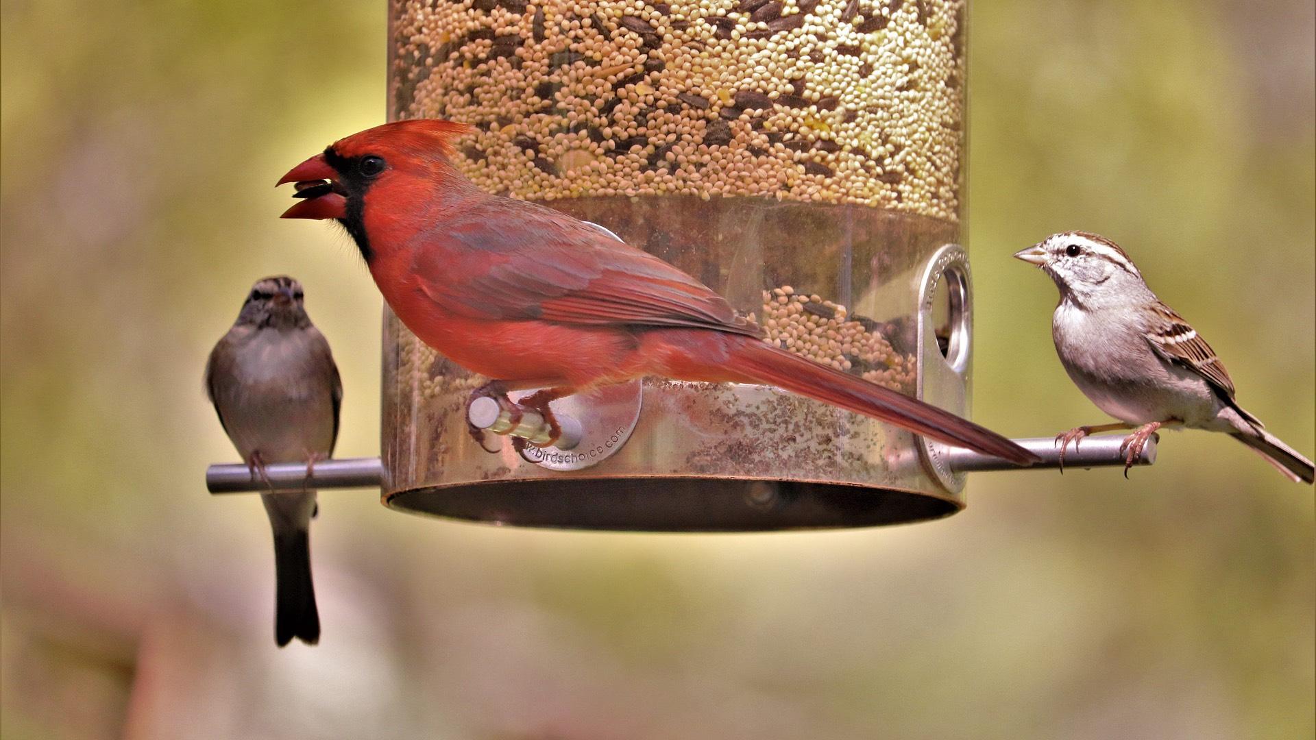 It's OK to have bird feeders and baths in outdoor spaces, wildlife officials said, but be sure to keep them clean. (Pixabay / GeorgeB2)
