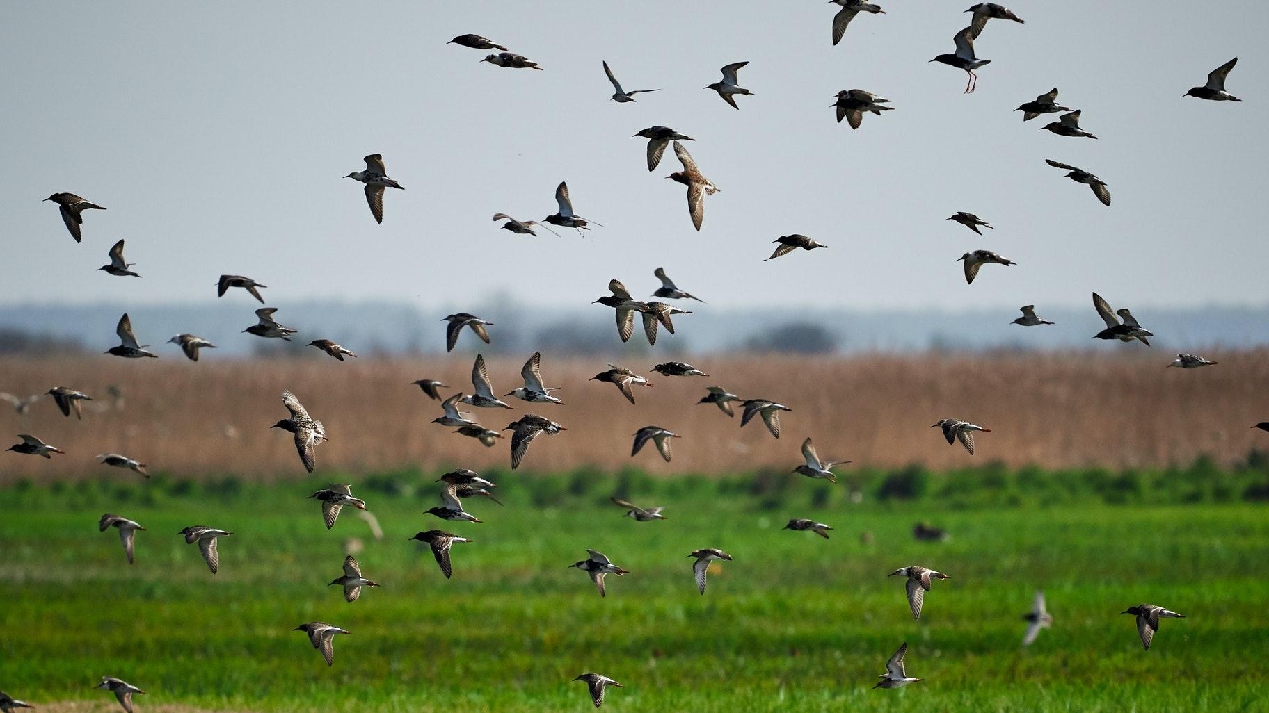 Birds are on the move across the U.S. during fall migration. (Dariusz Grosa / Pexels)
