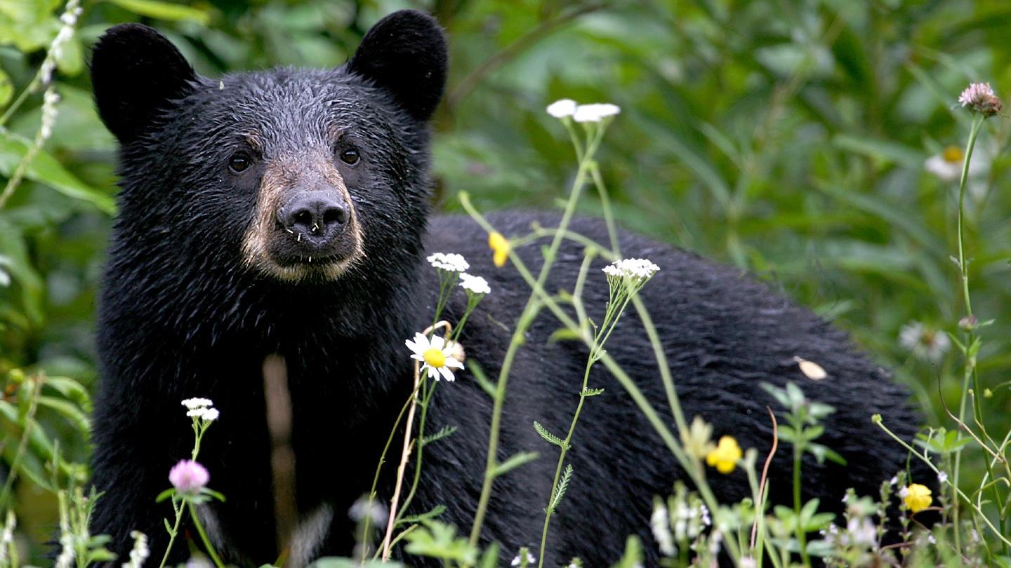 Chicago Mayor Sees 'Pathway Forward' To Keep Bears