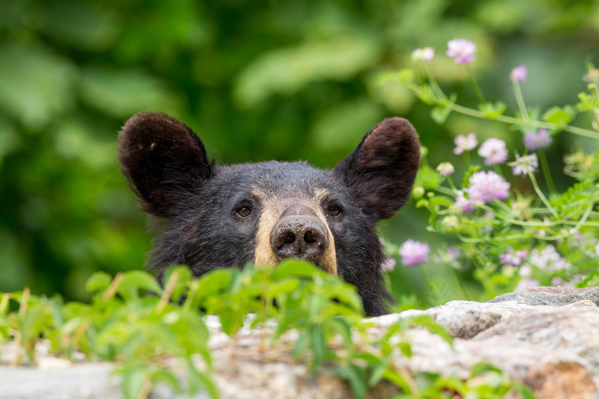 A black bear, photographed at Shenandoah National Park in Virginia. (Shenandoah National Park / National Park Service)