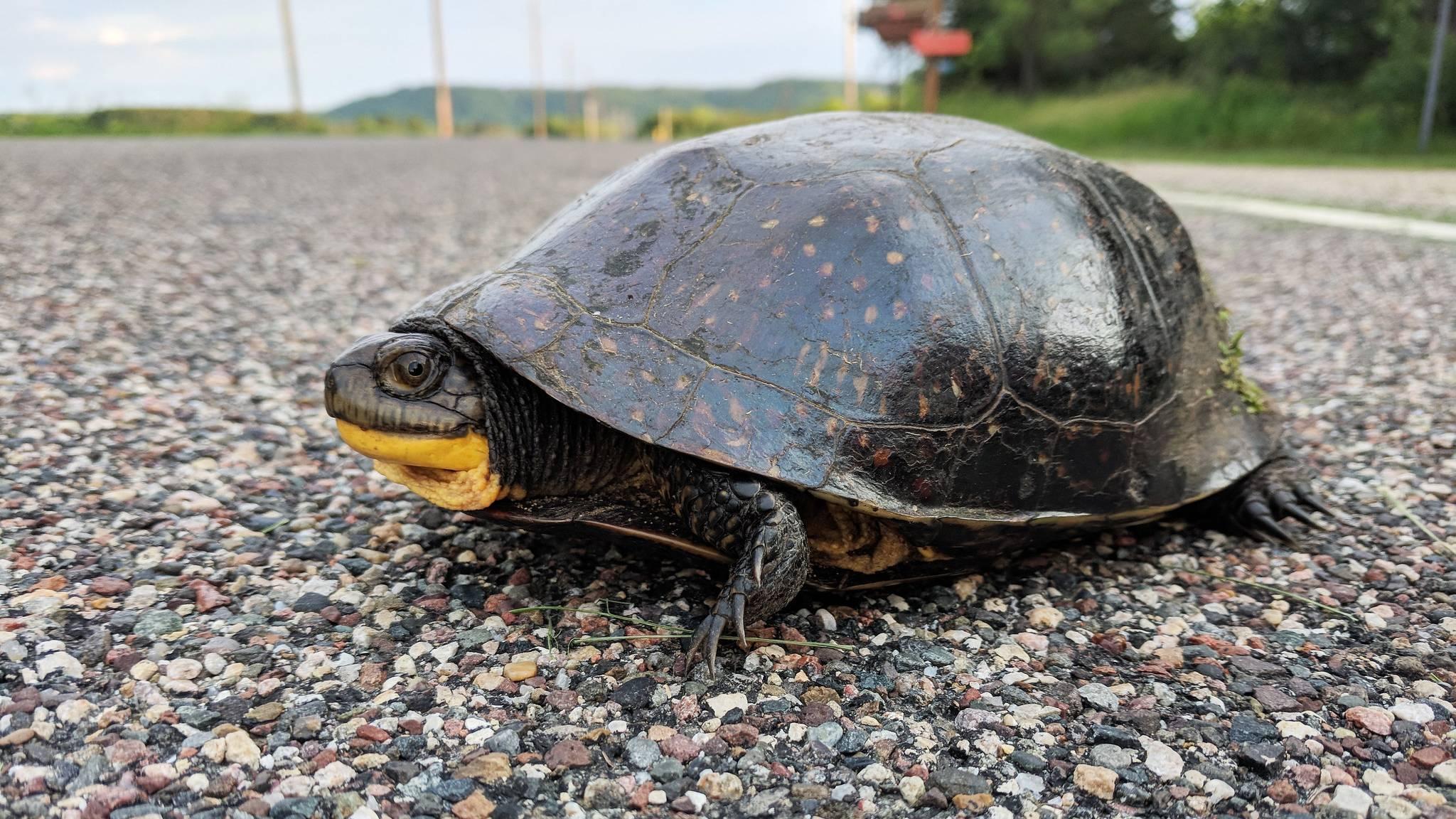Endangered Blanding's turtles are among the native species on the move this time of year. (USFWS Midwest Region / Courtney Celley / Flickr Creative Commons)