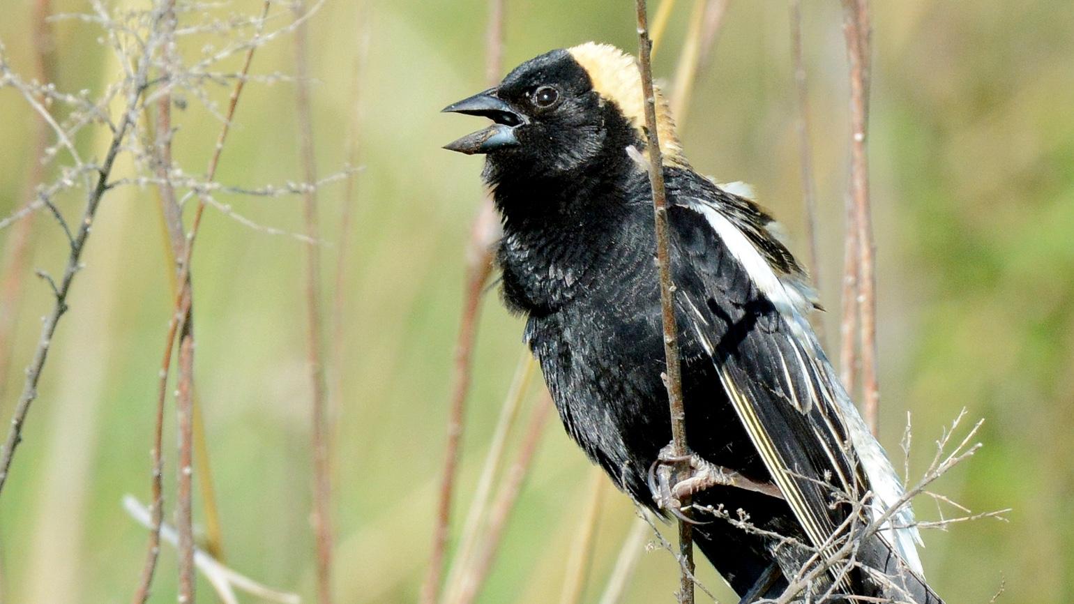 Bobolink, seen mid-song. (U.S. Fish and Wildlife Service Midwest Region)