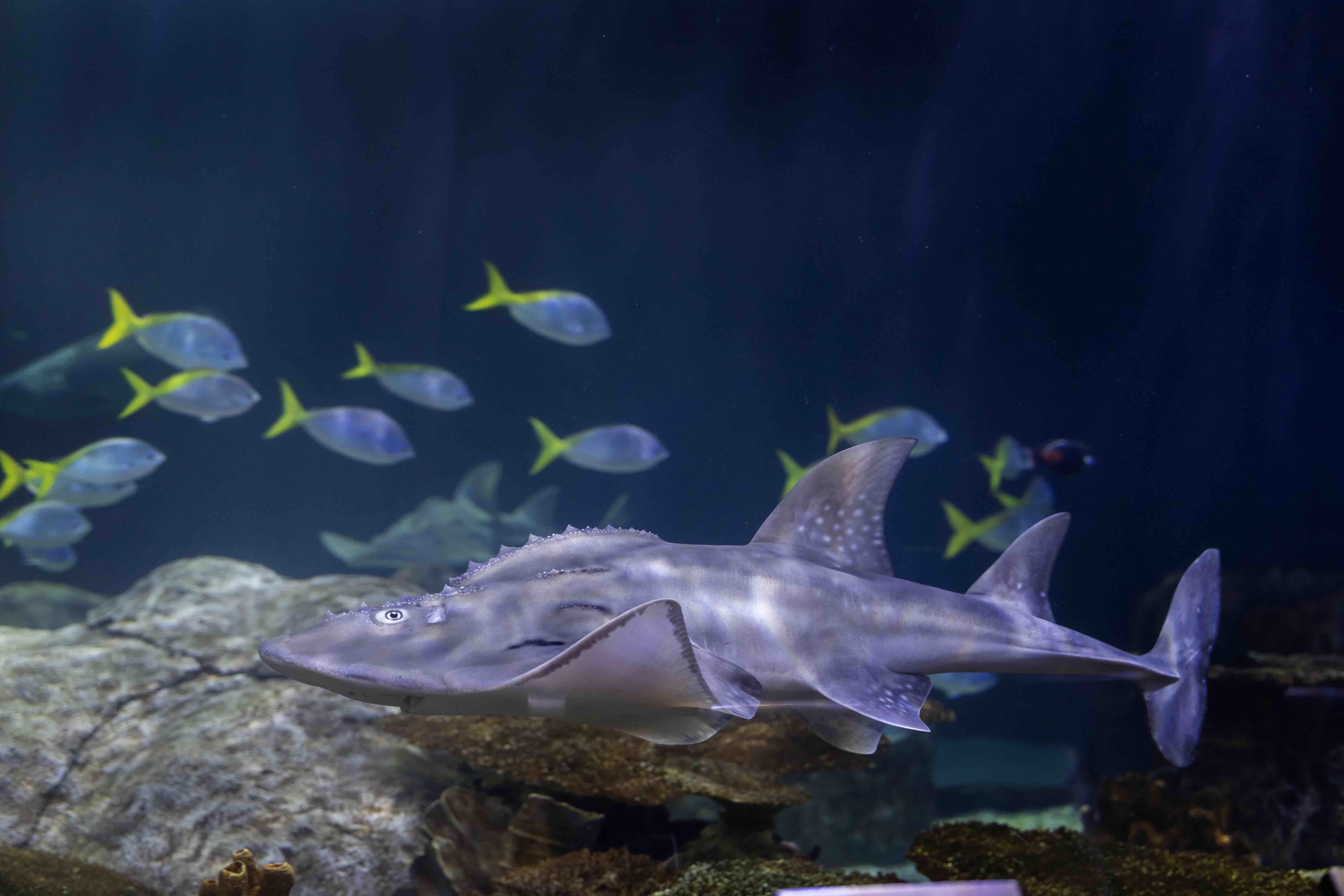 Baby endangered shark rays growing up at the Georgia Aquarium