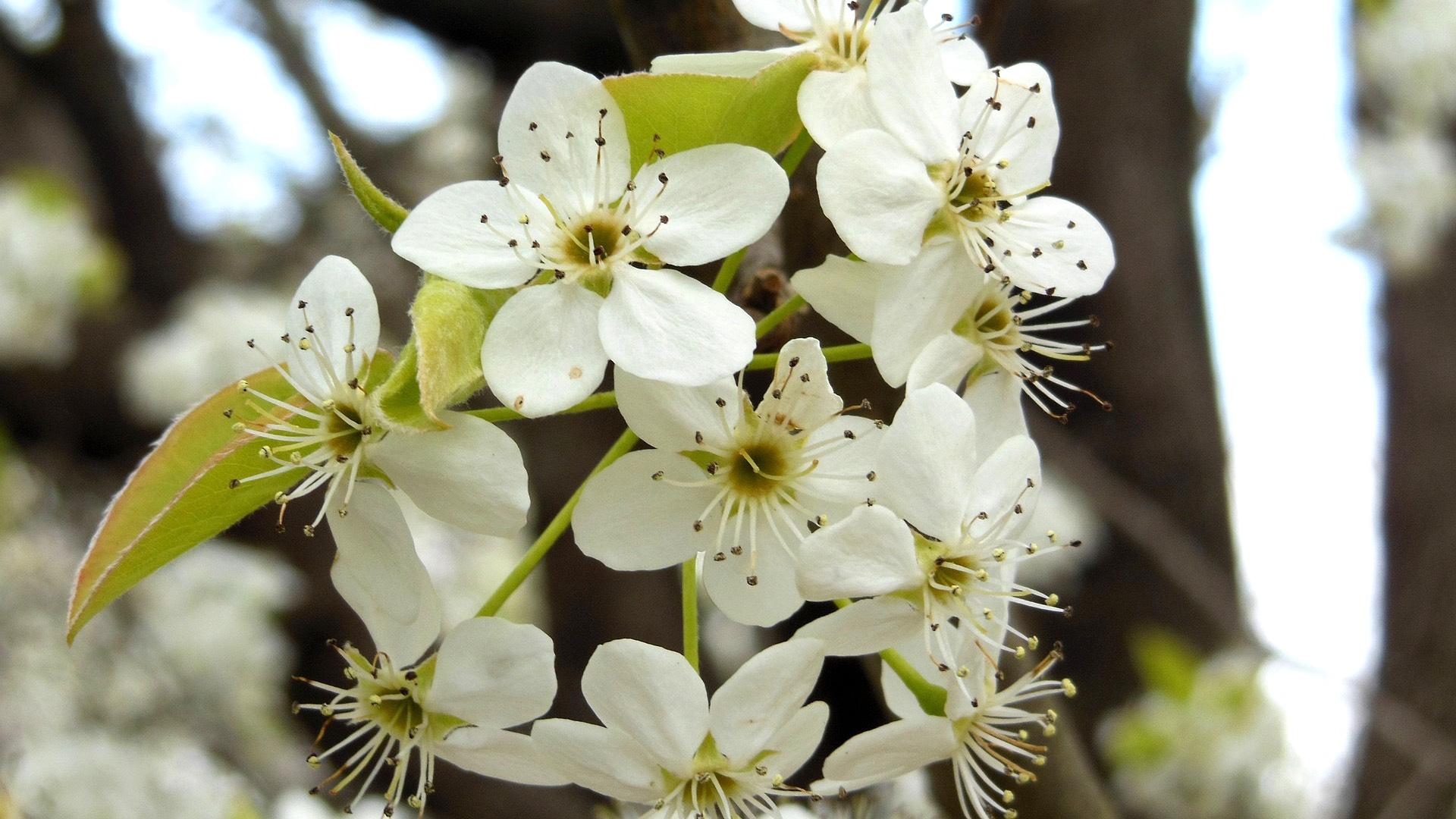 Callery pear blossoms. (sharonshuping0 / Pixabay)