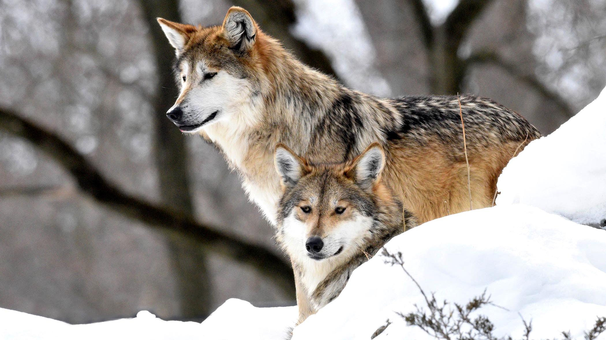 Meet Brookfield Zoo’s new mother-daughter Mexican wolves, Sibi and Lorena. (Jim Schulz / Chicago Zoological Society)