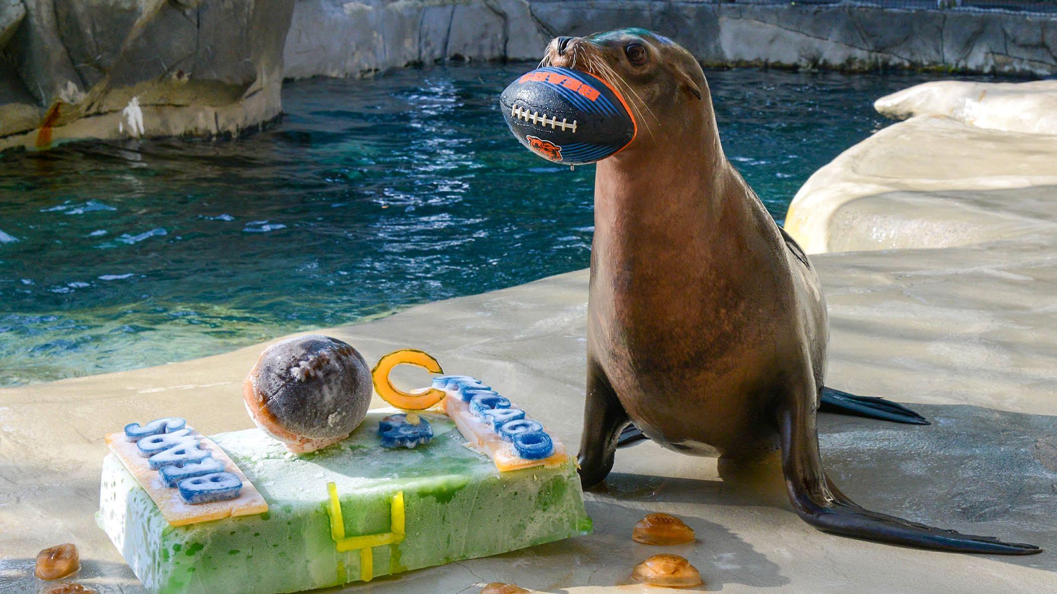 Josie, a California sea lion, shows off her receiving skills as Brookfield Zoo celebrates the start of Bears football season. (Cathy Bazzoni / CZS-Brookfield Zoo)