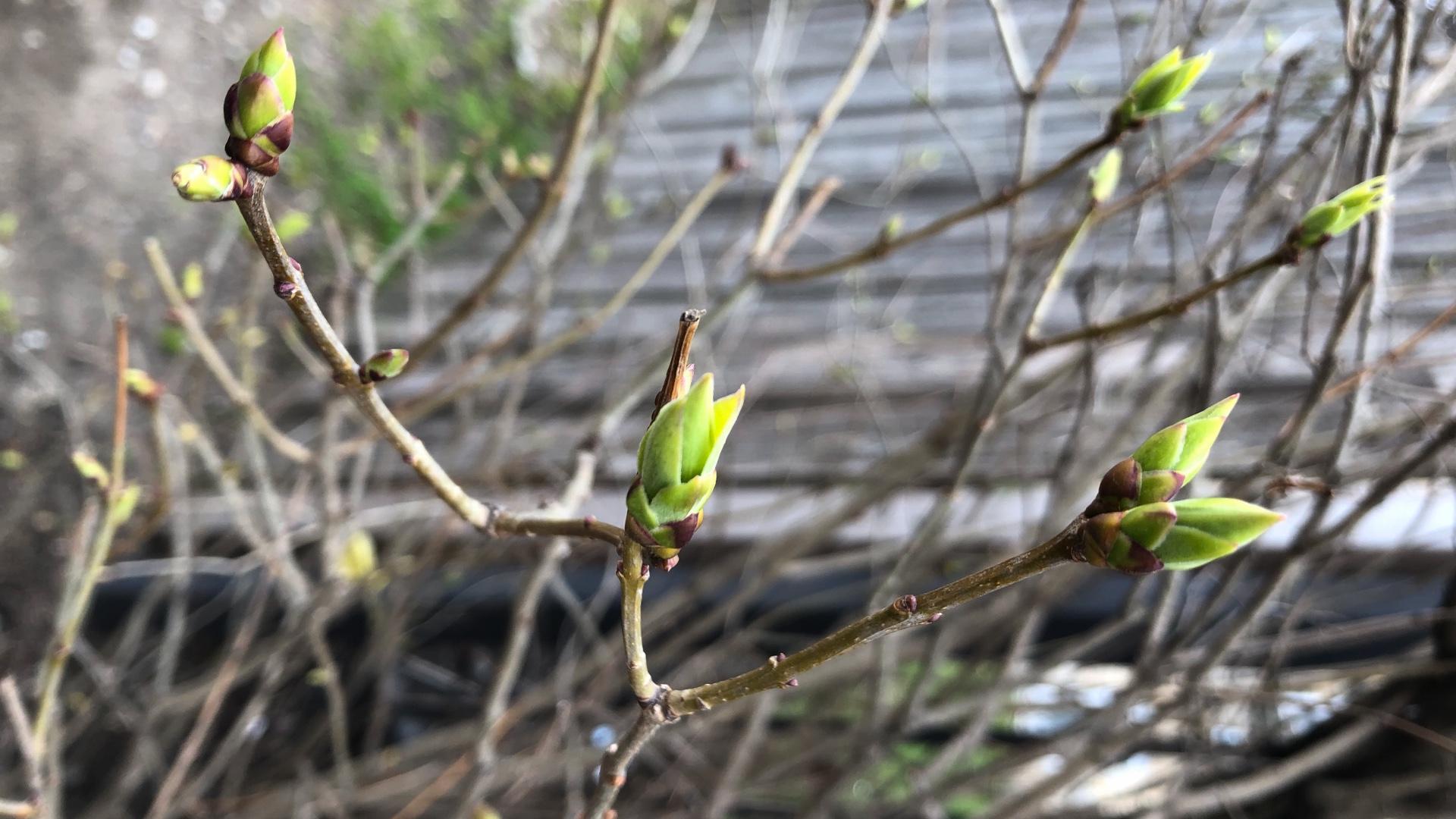 Spring 2019: Why is today first day of spring - Meteorological vs