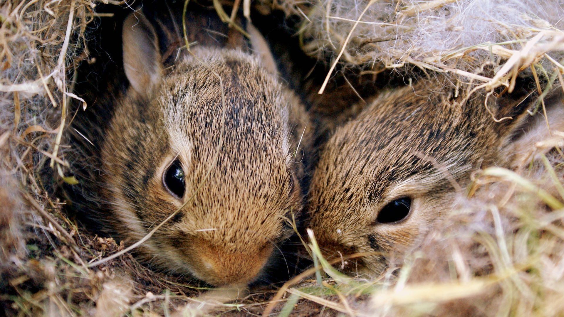 Wild Baby Rabbits in the Yard at the Office 