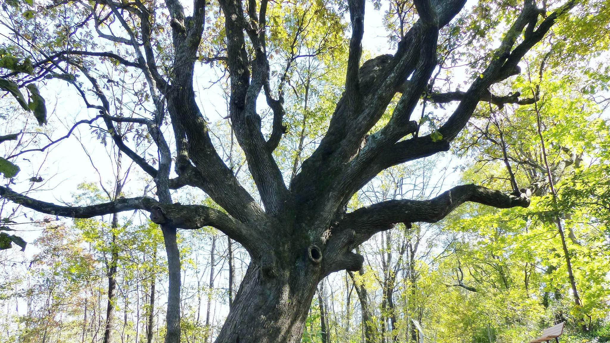 Bur oak is one of more than 80 oak species native to the U.S. (Karen Roussel / Flickr Creative Commons)