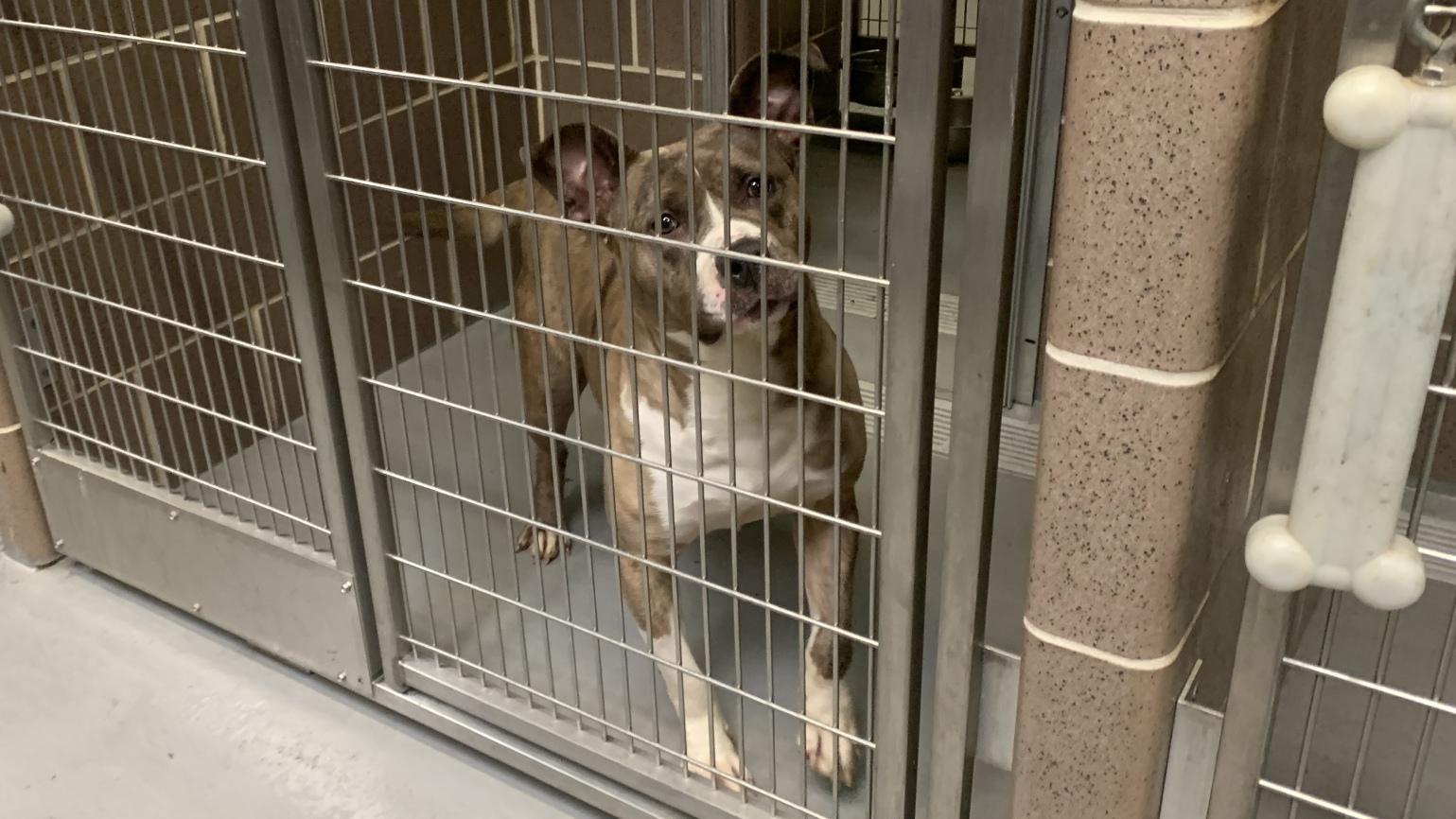 A dog at Chicago Animal Care and Control at 2741 S. Western Ave. in the Lower West Side on May 20, 2024. (Eunice Alpasan / WTTW News) A dog at Chicago Animal Care and Control at 2741 S. Western Ave. in the Lower West Side on May 20, 2024. (Eunice Alpasan / WTTW News)