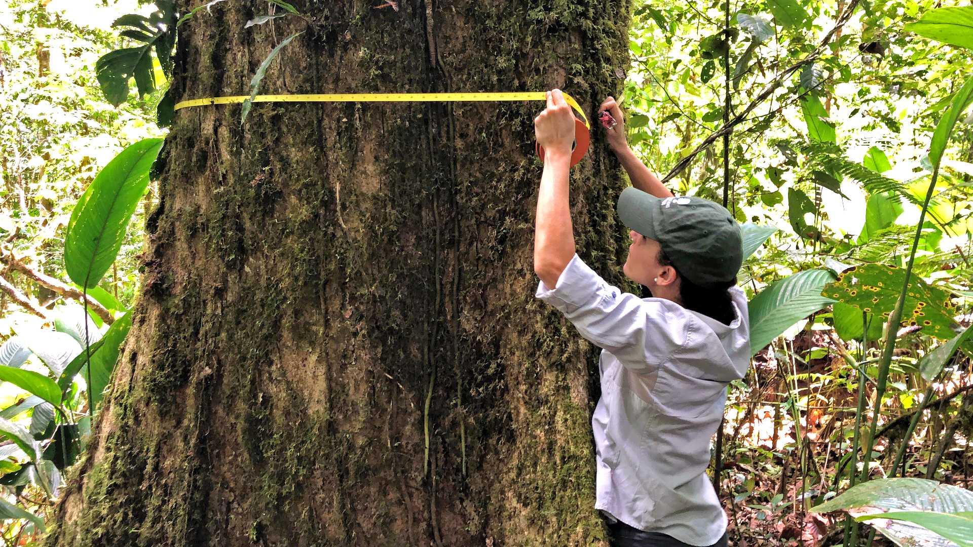 Silvia Alvarez-Clare of Morton Arboretum measures a tree’s diameter in Costa Rica. (The Morton Arboretum)