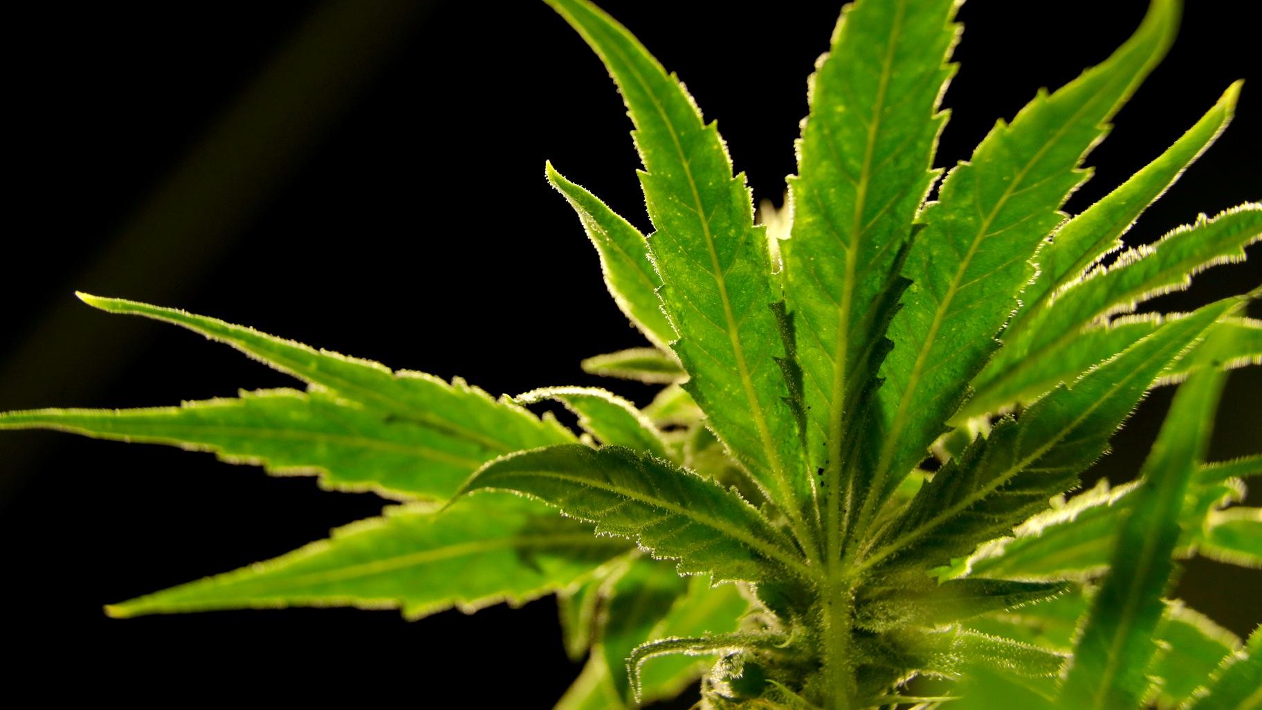  A marijuana plant is seen at a medical marijuana dispensary in Egg Harbor Township, N.J., March 22, 2019. (AP Photo / Julio Cortez, File)