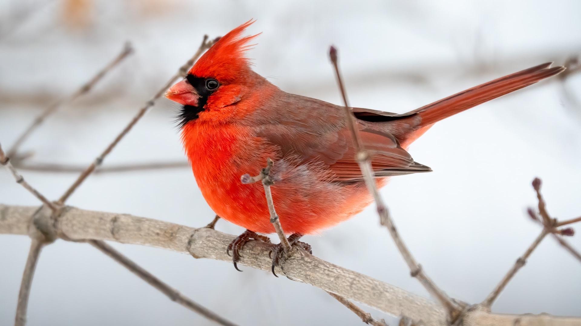 Red Birds: Pictures of 12 Red Birds From Around the World