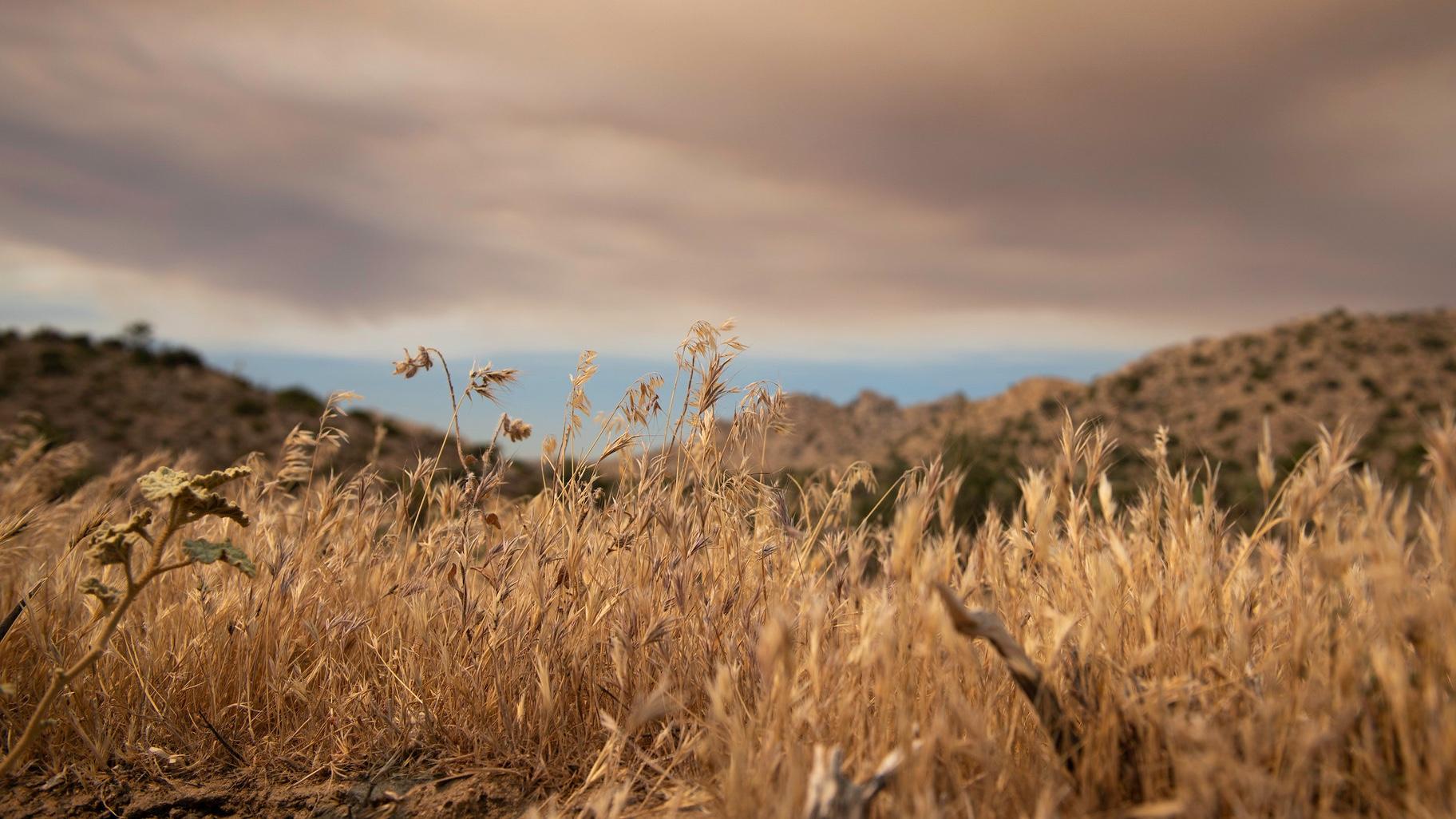Invasive cheatgrass, shown in the foreground, is fueling wildfires in the western U.S. (National Park Service / Emily Hassel)