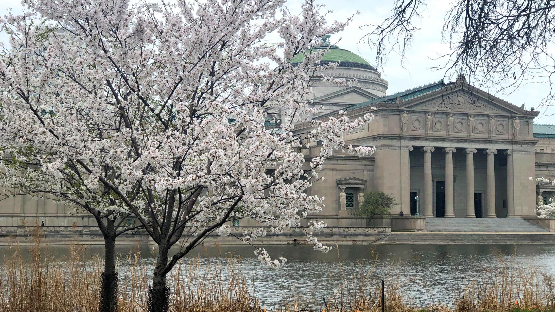Visitors have been flocking to Jackson Park to catch the cherry trees in bloom. But when nature calls, there's nowhere to go. (Courtesy of Chicago Park District)