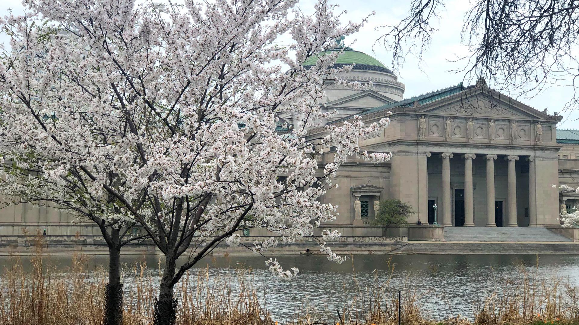 Jackson Park’s Cherry Blossoms Are the Hottest Show in Town Chicago