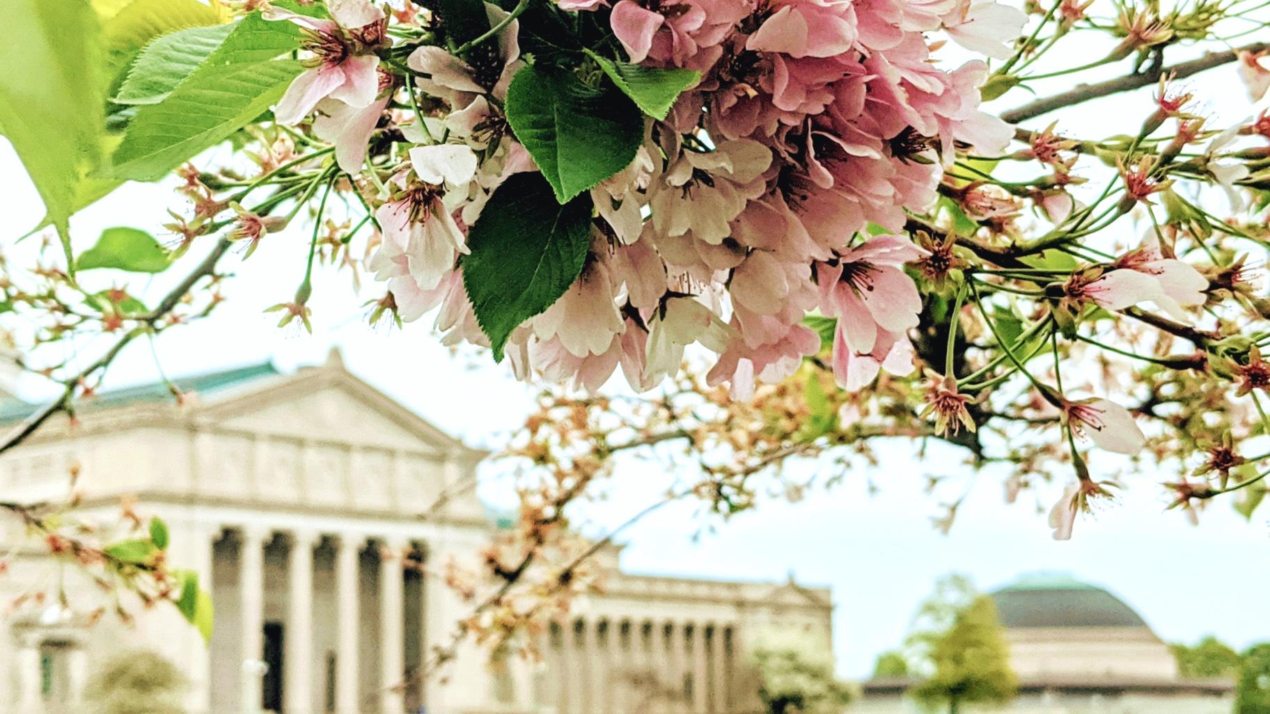 Cherry blossoms in Jackson Park, during a previous season's bloom. (Chicago Park District)