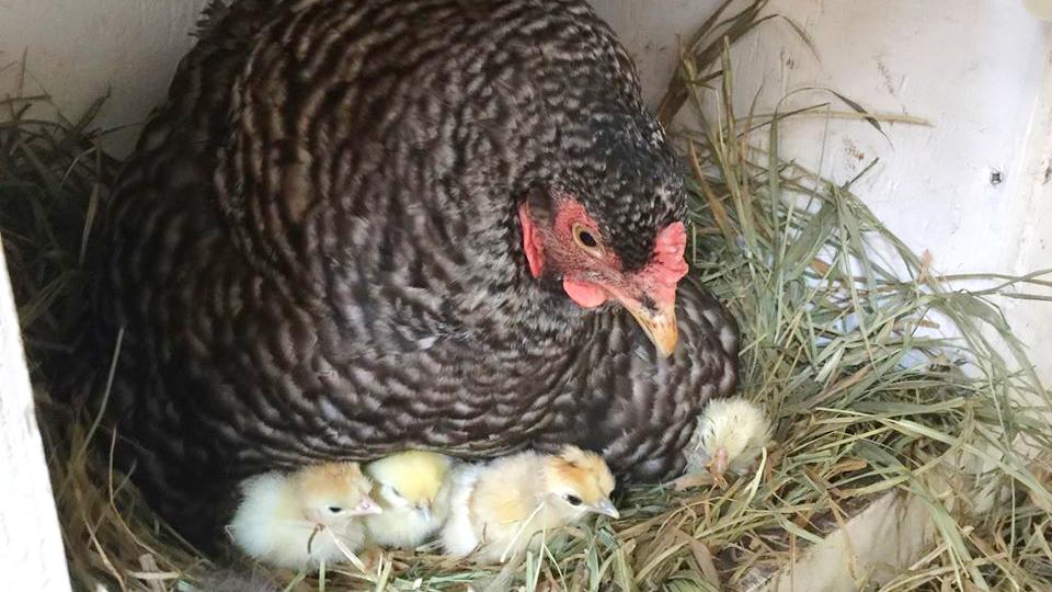 The Windy City Coop Tour showcases Chicagoans’ backyard chickens. (Chicagoland Chicken Enthusiasts / Facebook)