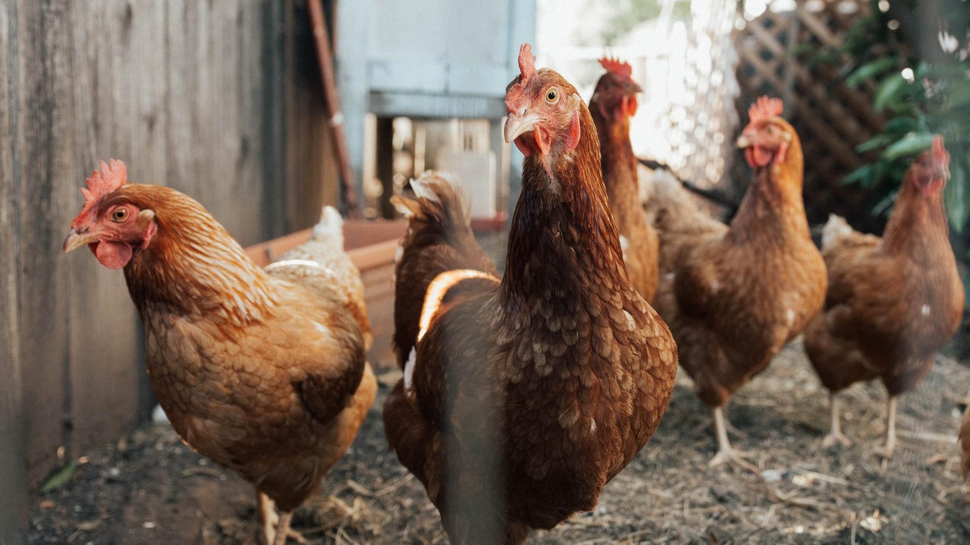 Highly pathogenic avian influenza is particularly deadly for chickens. (William Moreland / Unsplash)