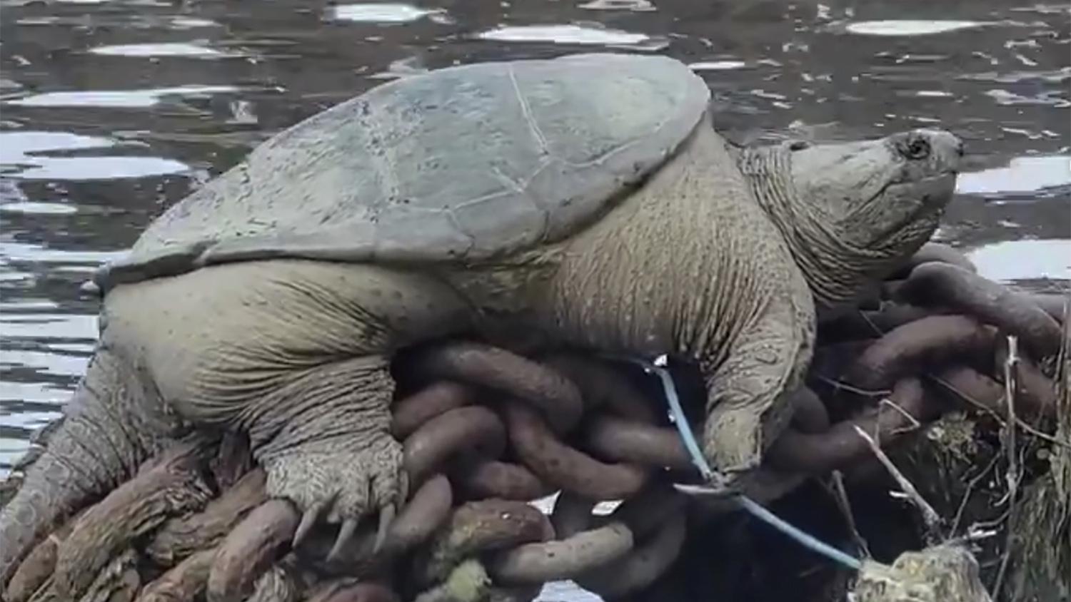 This photo provided by Joey Santore shows a snapping turtle relaxing along a Chicago River. Footage of the plump snapping turtle relaxing along a Chicago waterway has gone viral after Santore, who filmed the well-fed reptile, marveled at its size and nicknamed it “Chonkosaurus.” (Joey Santore via AP)