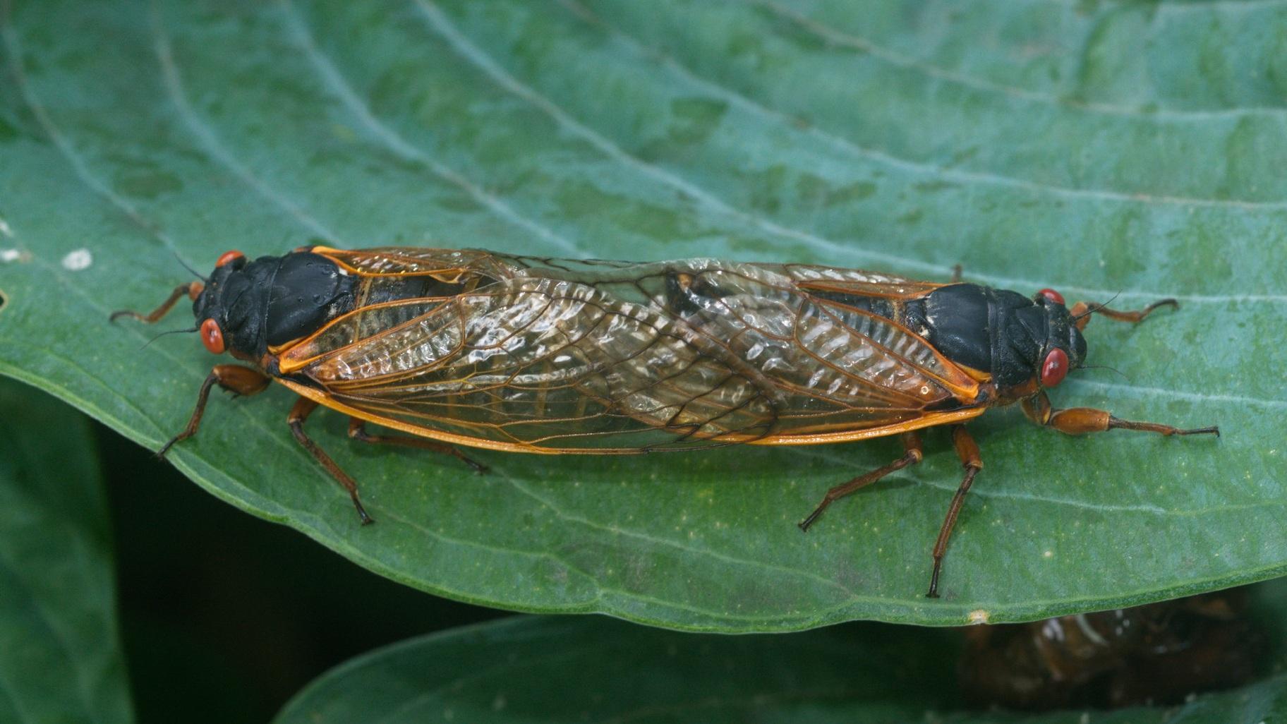 Cicadas mating. (AFPMB / Flickr Creative Commons Public Domain)