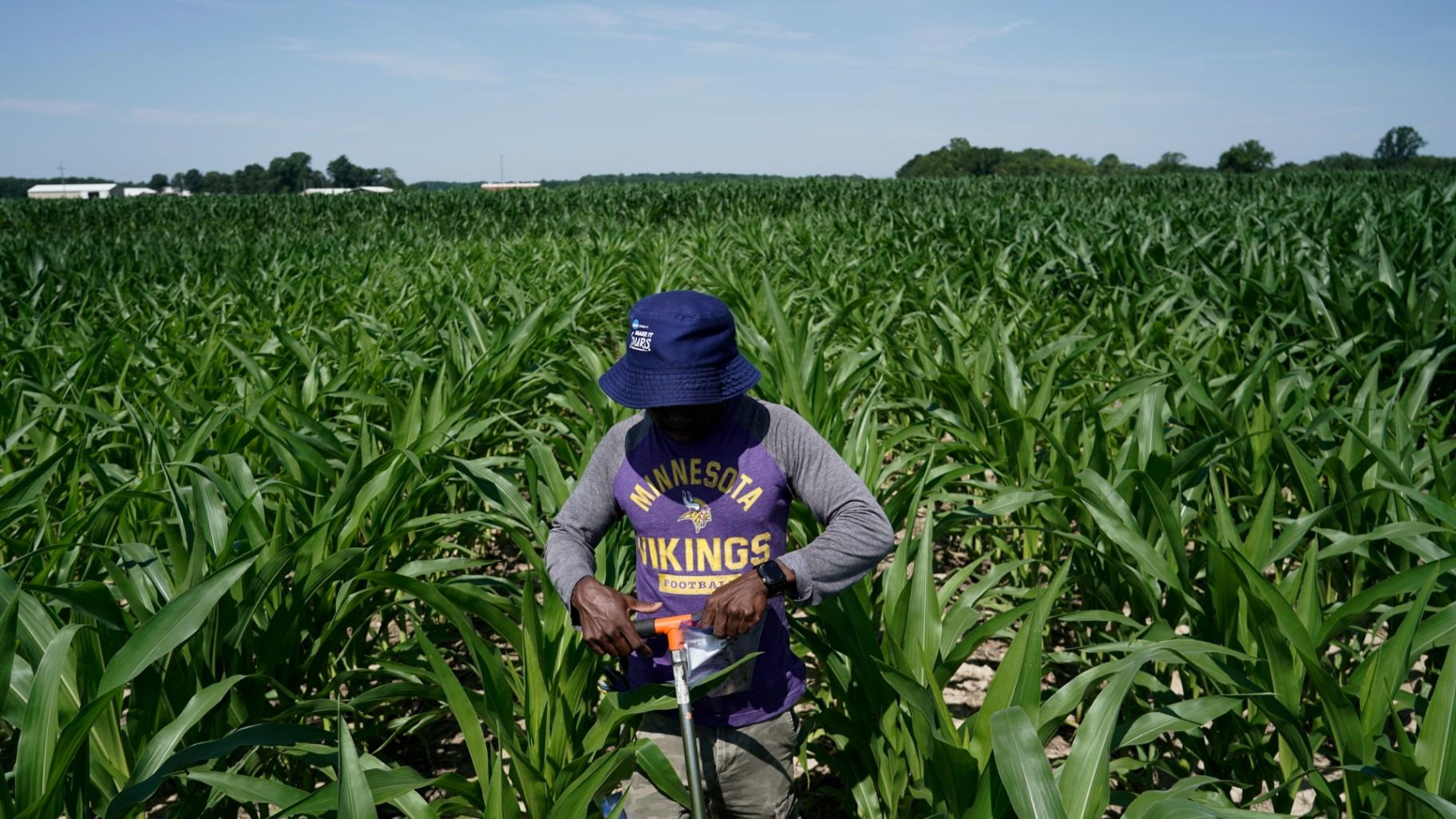 Jude Addo-Chidie, a Ph.D. student in agronomy at Purdue University, places a probe in soil as he takes samples from a corn field July 12, 2023, at the Southeast-Purdue Agricultural Center in Butlerville, Ind. (AP Photo / Joshua A. Bickel, File)