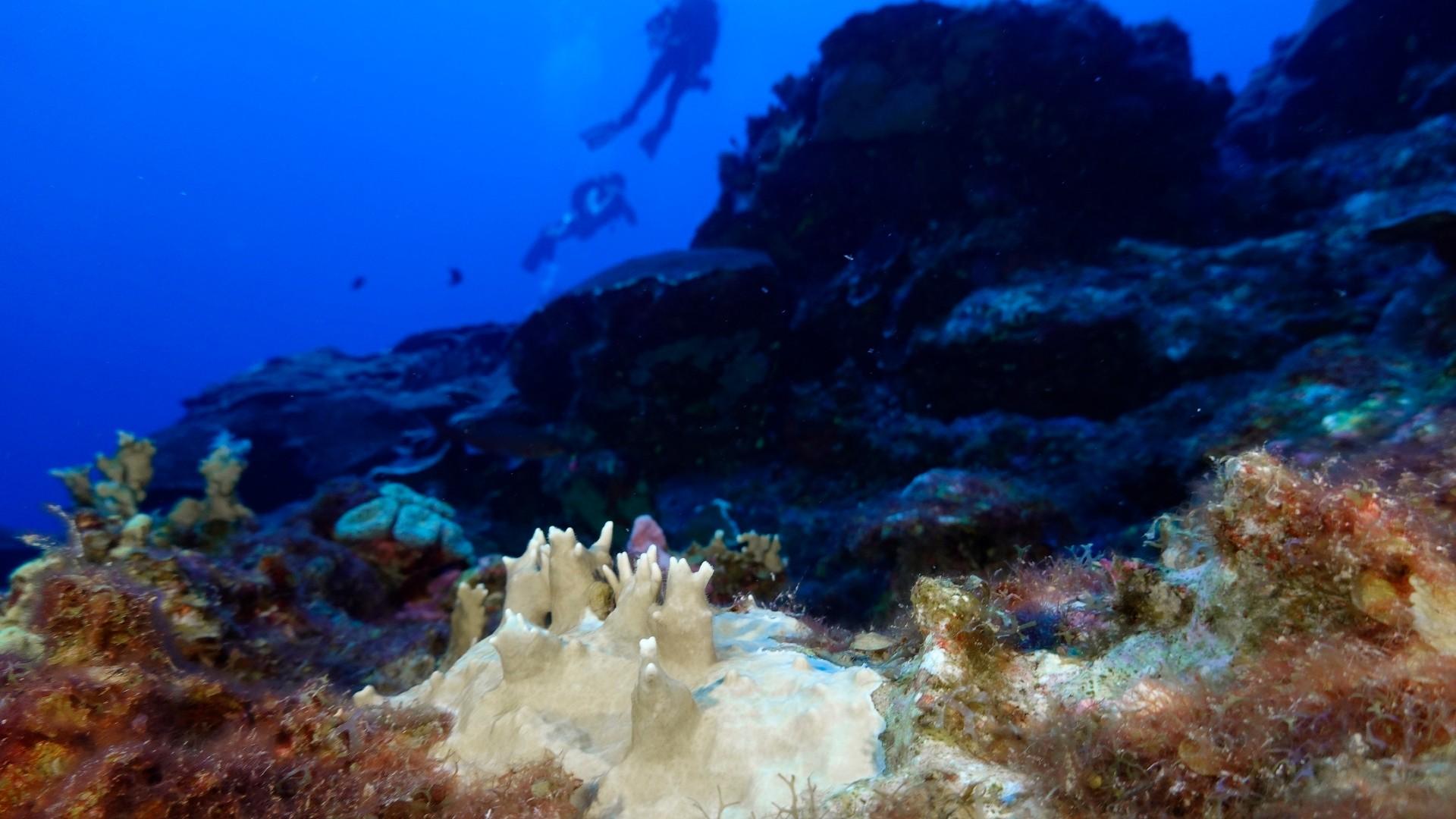 Bleached coral is visible at the Flower Garden Banks National Marine Sanctuary, off the coast of Galveston, Texas, in the Gulf of Mexico, Sept. 16, 2023. (AP Photo / LM Otero, File) Bleached coral is visible at the Flower Garden Banks National Marine Sanctuary, off the coast of Galveston, Texas, in the Gulf of Mexico, Sept. 16, 2023. (AP Photo / LM Otero, File)