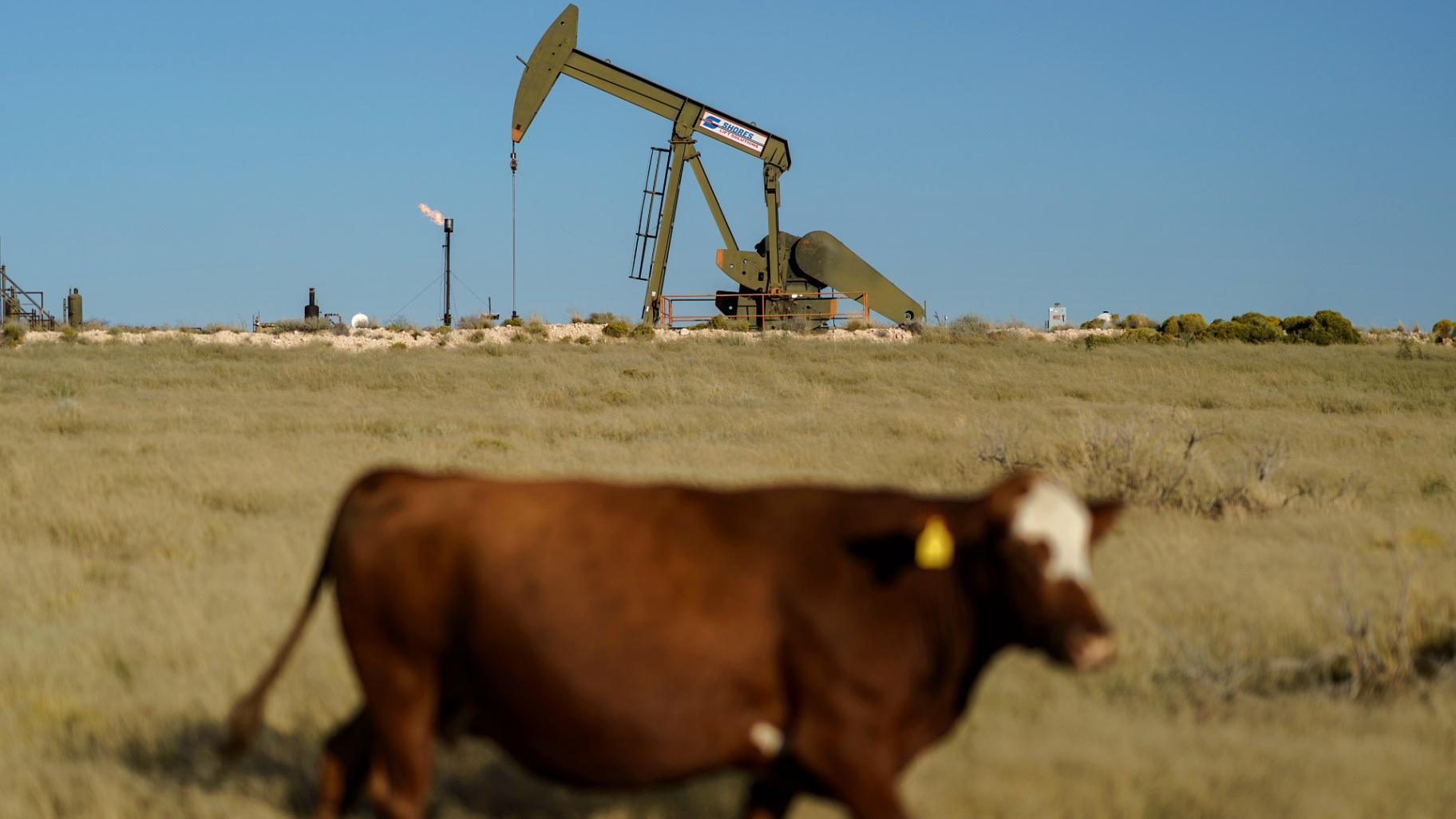 A cow walks through a field as an oil pumpjack and a flare burning off methane and other hydrocarbons stand in the background in the Permian Basin in Jal, N.M., Oct. 14, 2021. (AP Photo / David Goldman, File)