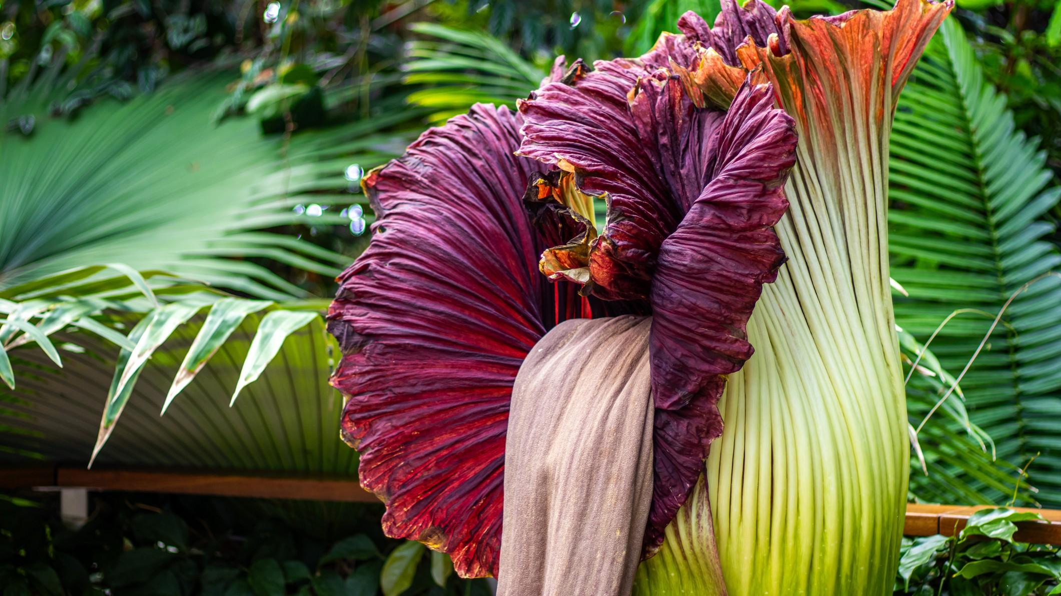 A wilting corpse flower. (Ward DeWitt / iStock) A wilting corpse flower. (Ward DeWitt / iStock)