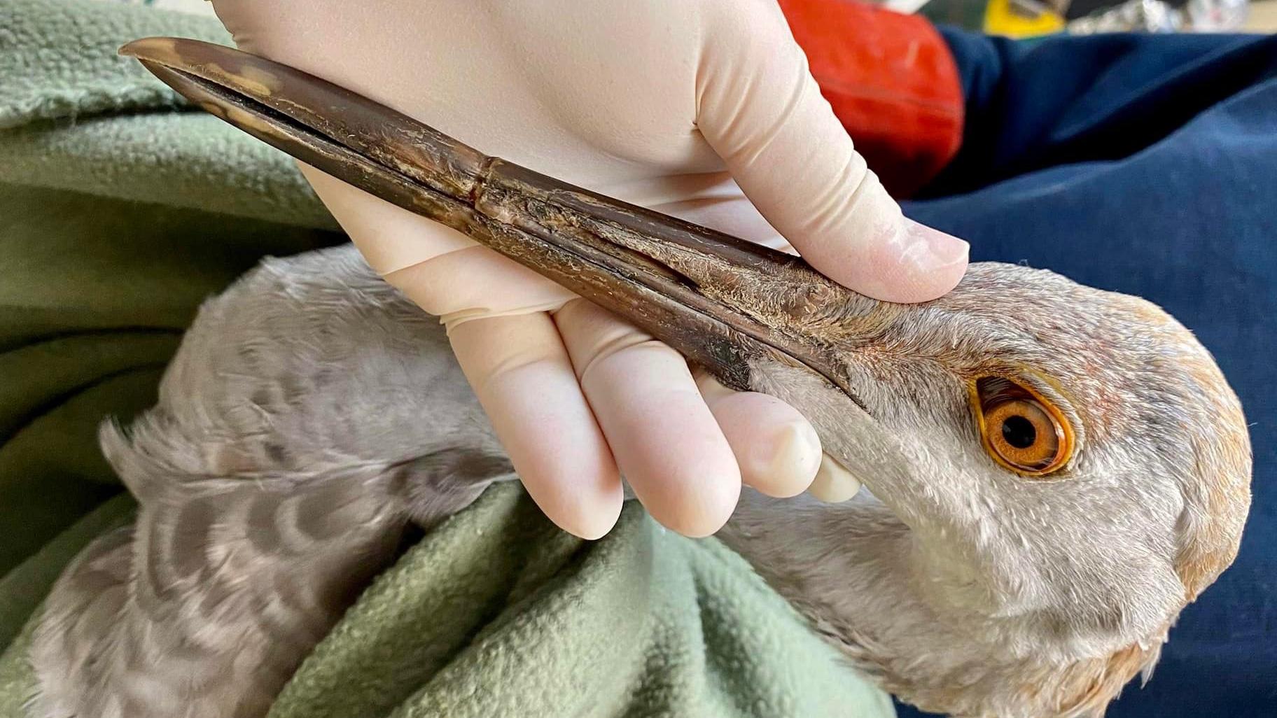 The notch in this sandhill crane's beak was caused by a plastic bottle cap, which became caught and kept the bird from being able to eat. (Willowbrook Wildlife Center / Facebook)