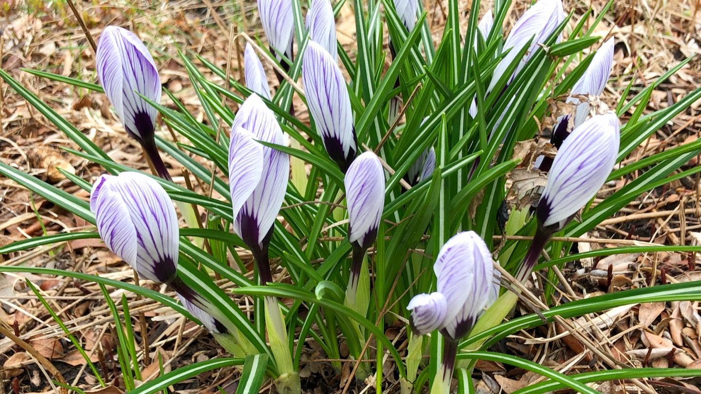 It's beginning to feel and look like spring. (Patty Wetli / WTTW News)