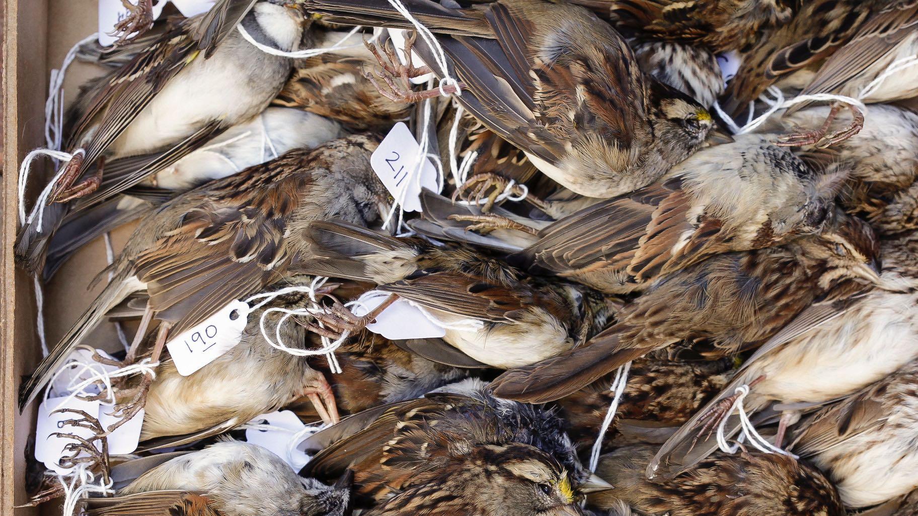 Dead sparrows collected following collisions in Washington, D.C., which, unlike Chicago, isn't situated in a migratory flyway and there are no buildings taller than 10 stories high. (USGS Bee Inventory and Monitoring Lab)