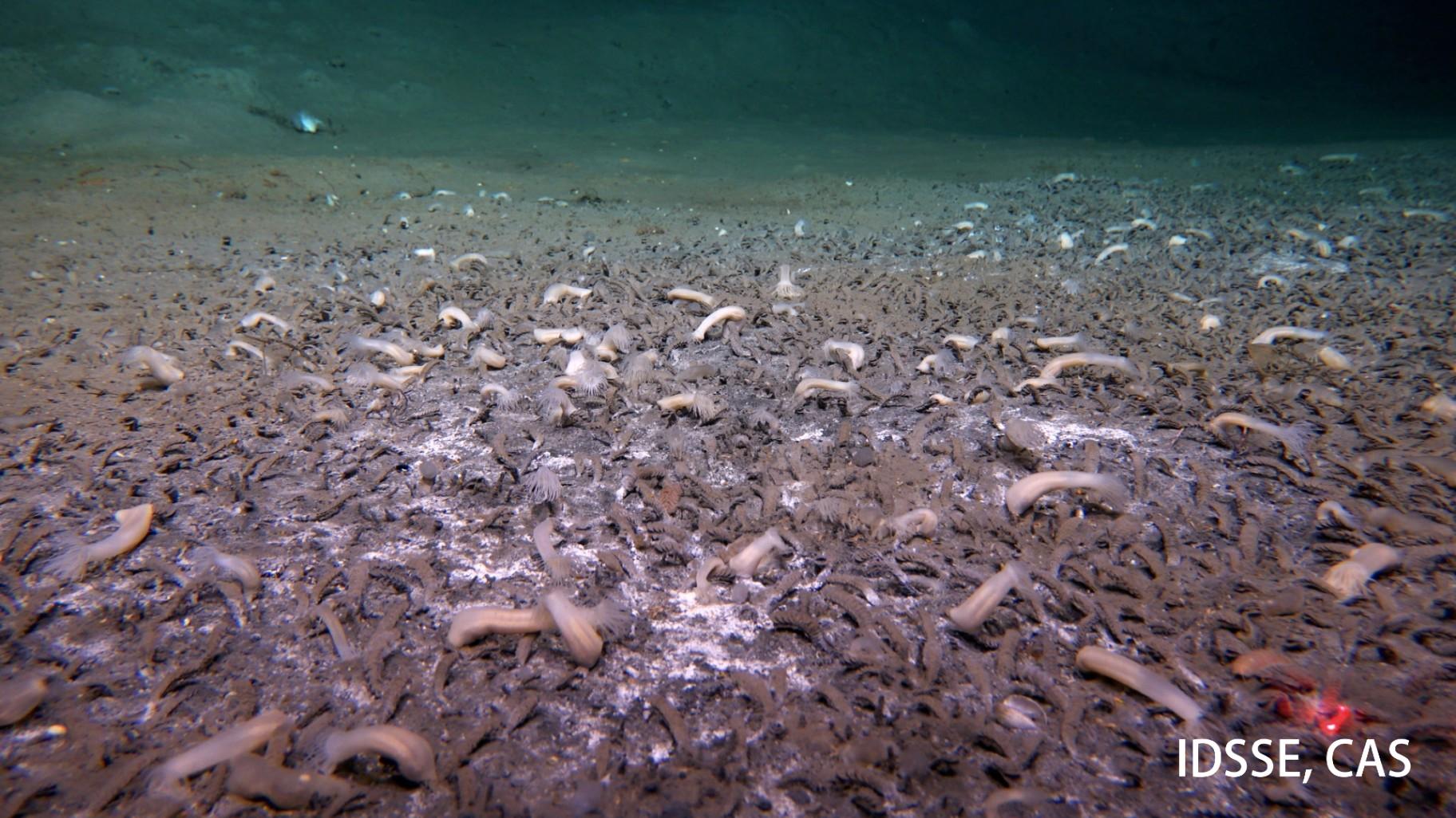 This undated image provided by the Institute of Deep-sea Science and Engineering, Chinese Academy of Sciences shows tubeworms in an ocean trench. (Institute of Deep-sea Science and Engineering, Chinese Academy of Sciences via AP) This undated image provided by the Institute of Deep-sea Science and Engineering, Chinese Academy of Sciences shows tubeworms in an ocean trench. (Institute of Deep-sea Science and Engineering, Chinese Academy of Sciences via AP)