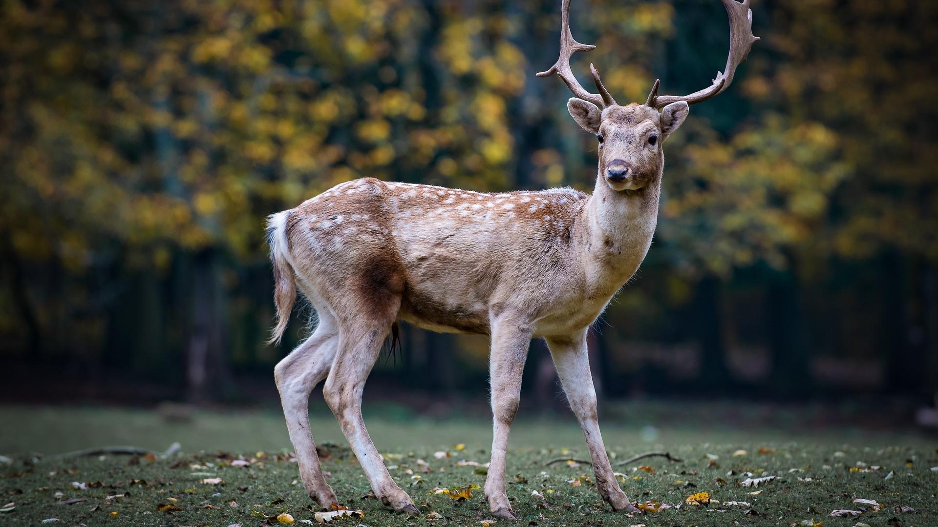 Oh Deer! It's Peak Season for Deer-Car Collisions