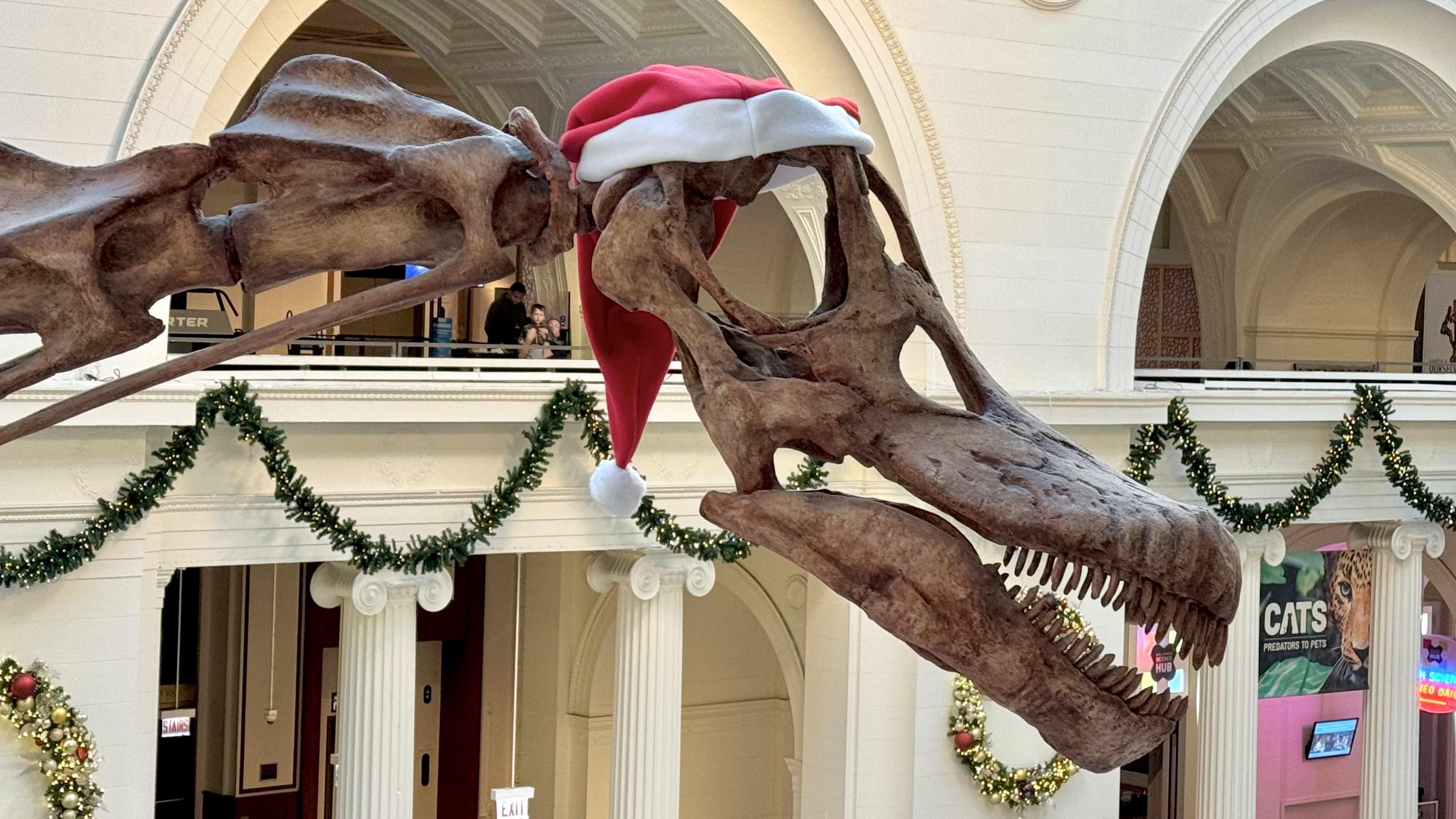 Máximo the titanosaur gets into the holiday spirit at the Field Museum. (Patty Wetli / WTTW News)