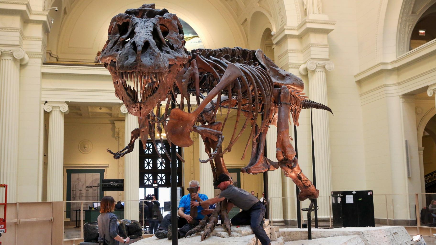 FILE - In this Feb. 5, 2018, photo, Garth Dallman, center, and Bill Kouchie, right, both from the dinosaur restoration firm Research Casting International, Ltd., begin the of dismantling Sue, the Tyrannosaurus rex, on display at Chicago's Field Museum. (Teresa Crawford / AP Photo, file)
