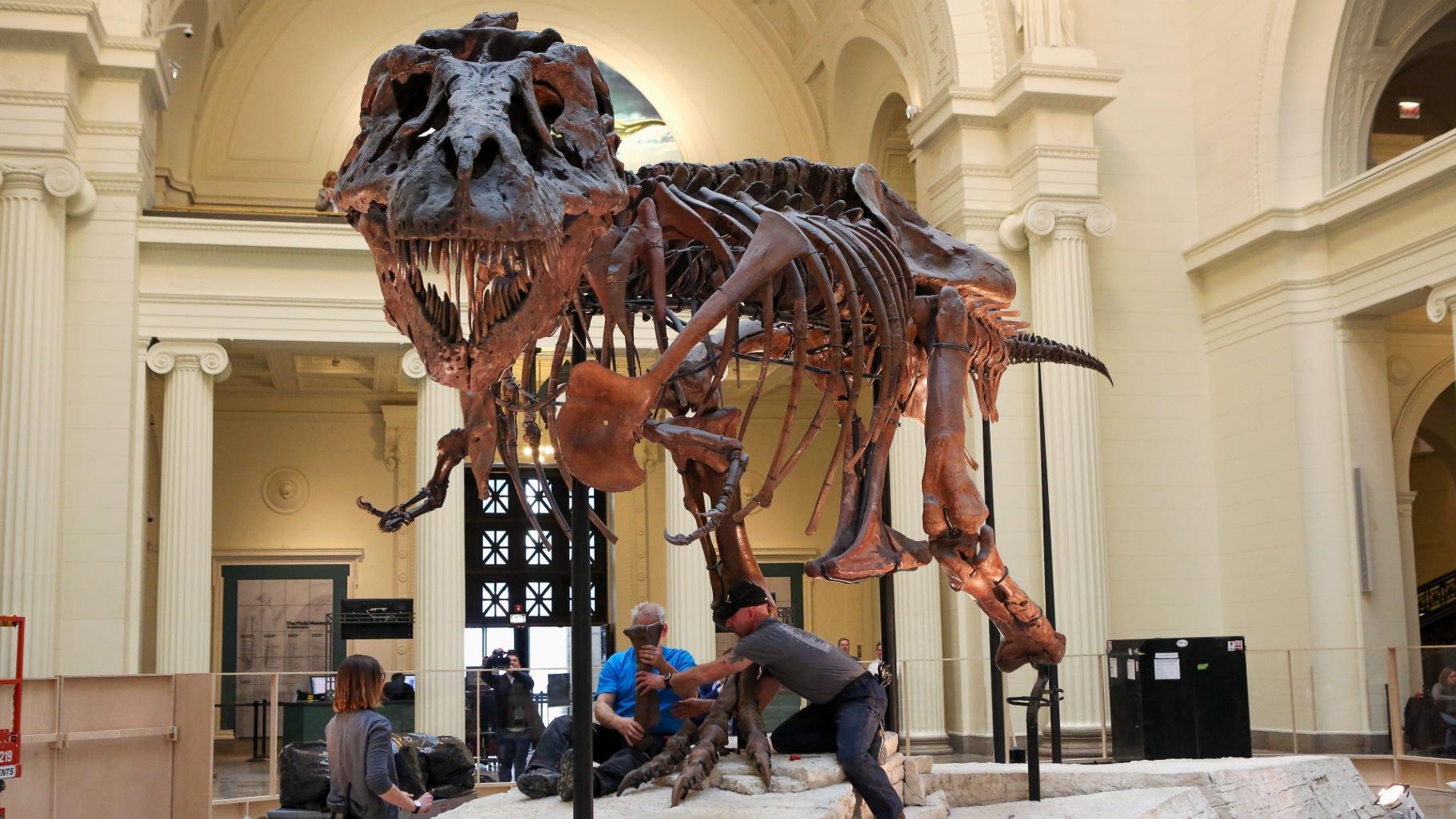 SUE the T. rex - Field Museum