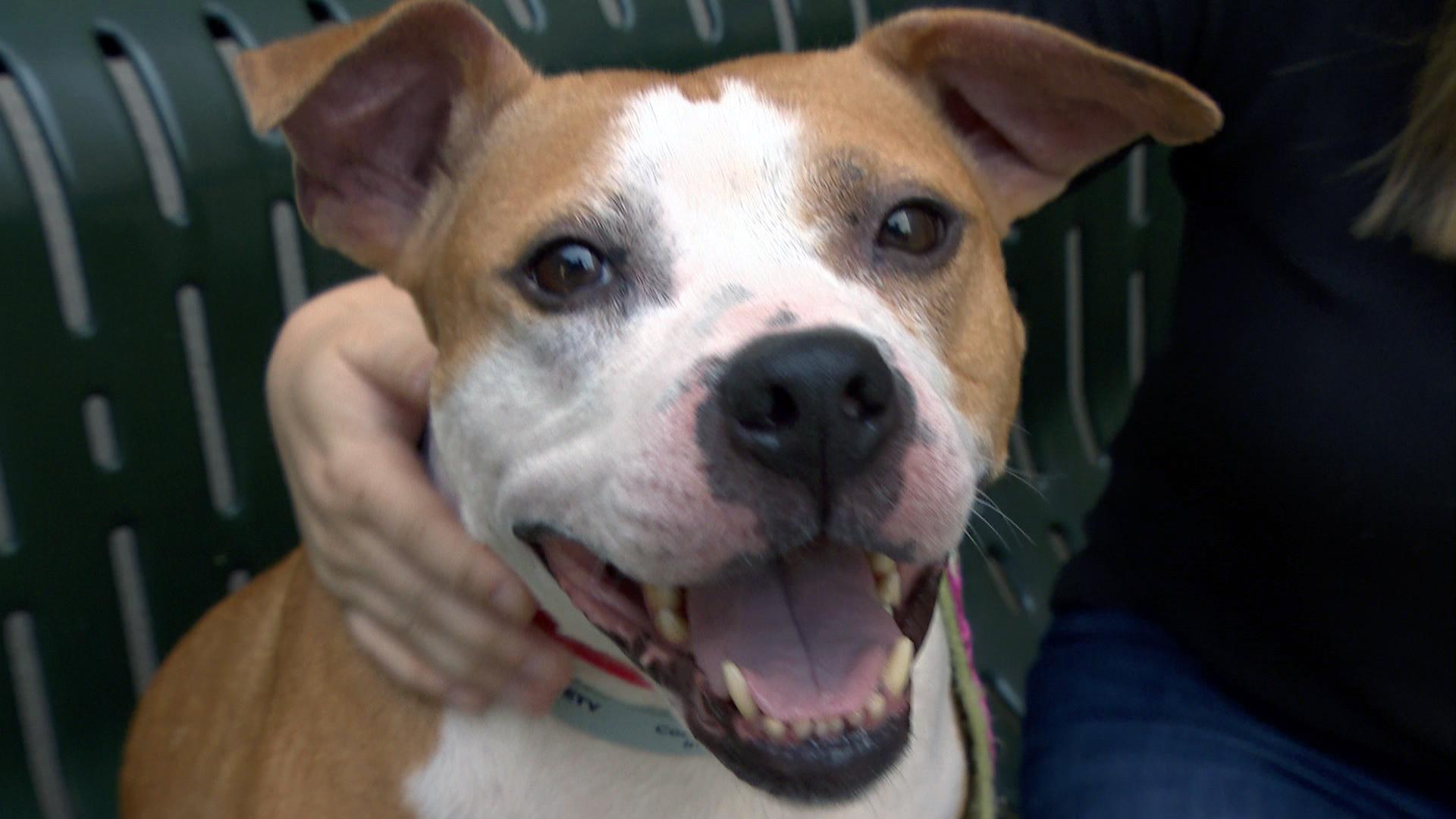 A dog in the care of The Anti-Cruelty Society. (WTTW News)