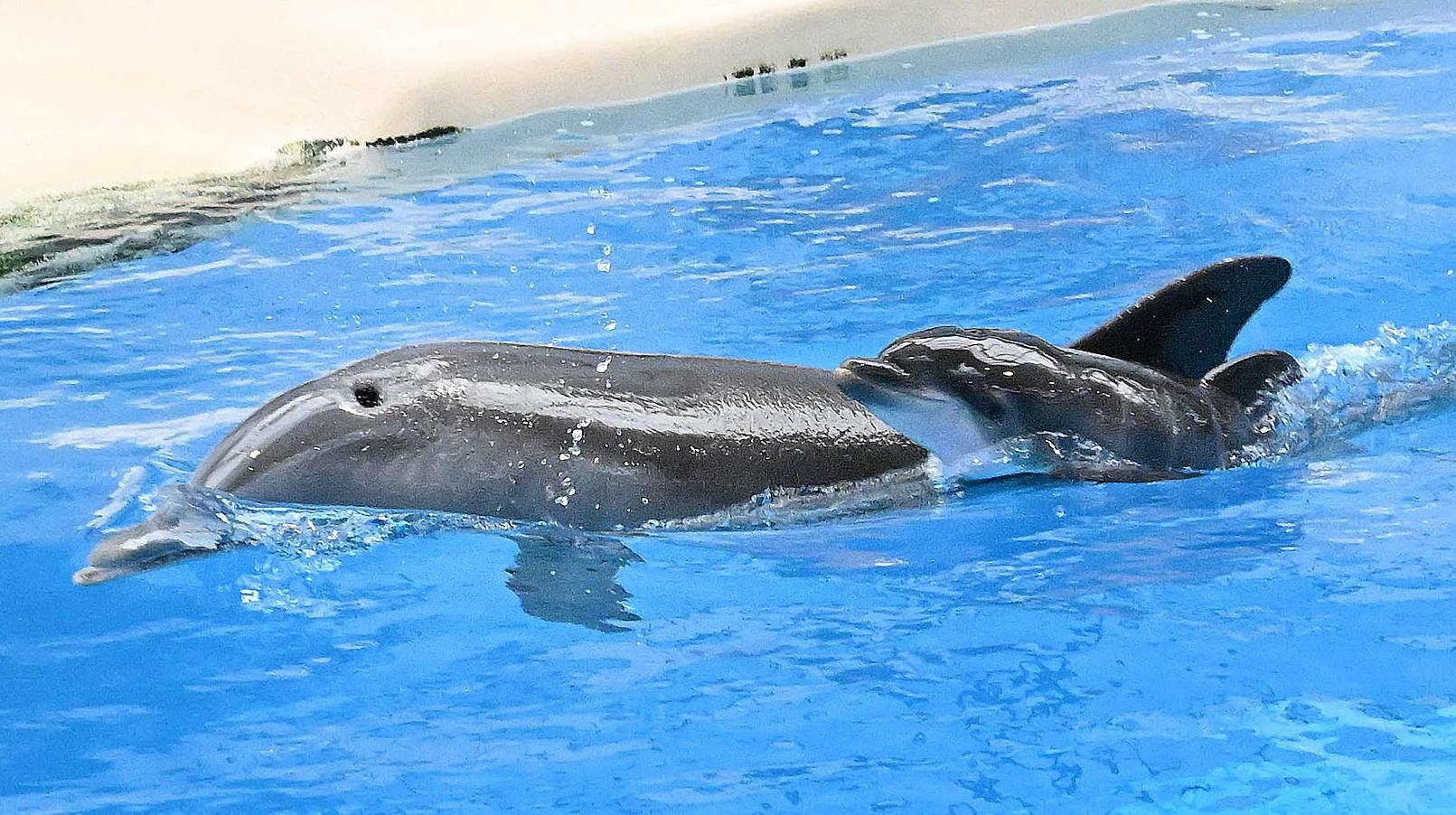 Allie with her calf, shortly after giving birth on June 7. The calf abruptly died Wednesday after previously meeting all key milestones. (Courtesy of Brookfield Zoo Chicago) Allie with her calf, shortly after giving birth on June 7. The calf abruptly died Wednesday after previously meeting all key milestones. (Courtesy of Brookfield Zoo Chicago)