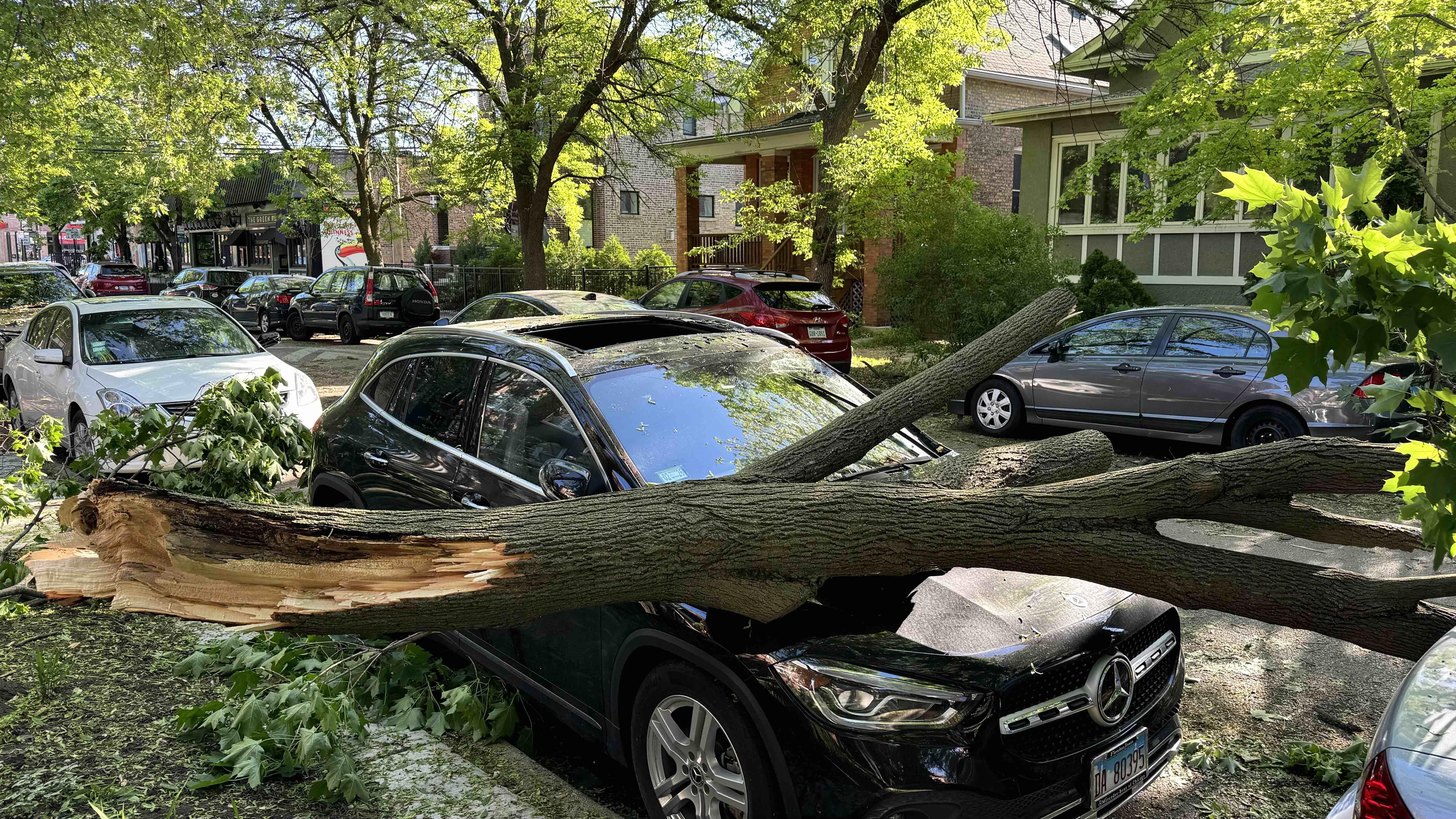One of the hundreds of downed trees on Chicago's North Side following severe thunderstorms, May 16, 2025. (Patty Wetli / WTTW News) One of the hundreds of downed trees on Chicago's North Side following severe thunderstorms, May 16, 2025. (Patty Wetli / WTTW News)