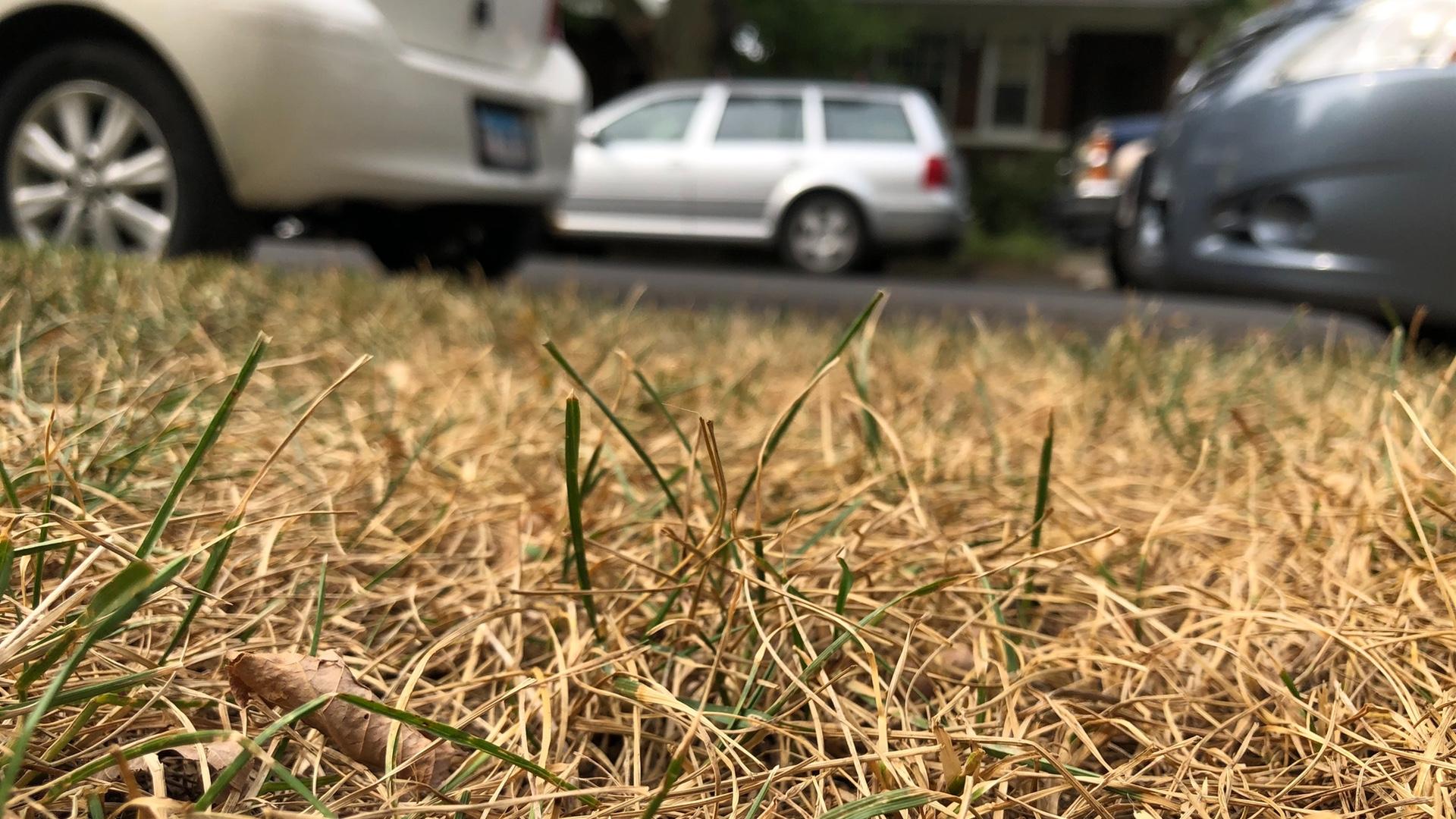 Remember May's Record Rain? Well Now Chicago's on the Verge of Drought - WTTW News