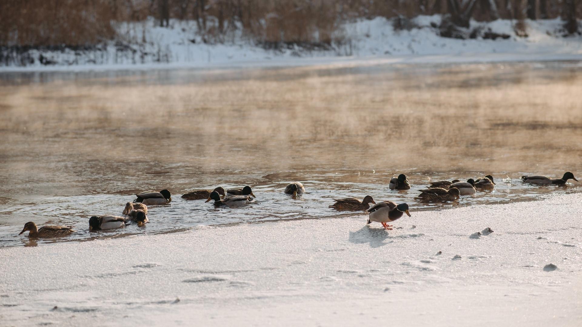 Birds that spend the winter in Chicago can handle the weather, experts say. (Pavel Danilyuk / Pexels)