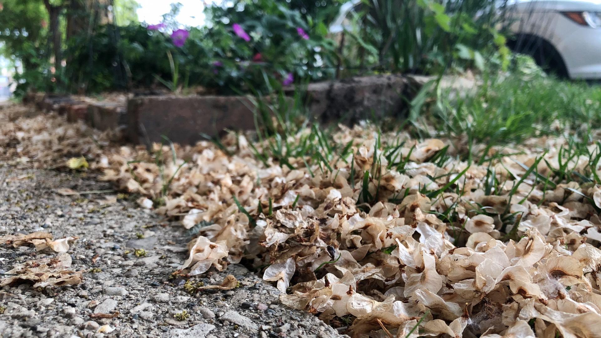 Elm seeds are blanketing lawns and sidewalks. (Patty Wetli / WTTW News)
