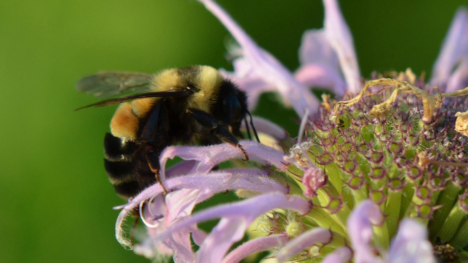 The rusty patched bumble bee, pictured here, was the first bee in the continental U.S. to receive an endangered species listing. More bumble bees are now being considered. (Courtesy U.S. Fish and Wildlife Service)