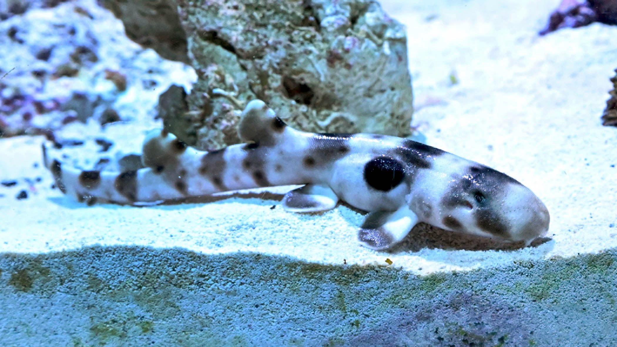 Brookfield Zoo Welcomes Baby Shark Via Rare 'Virgin Birth.' If